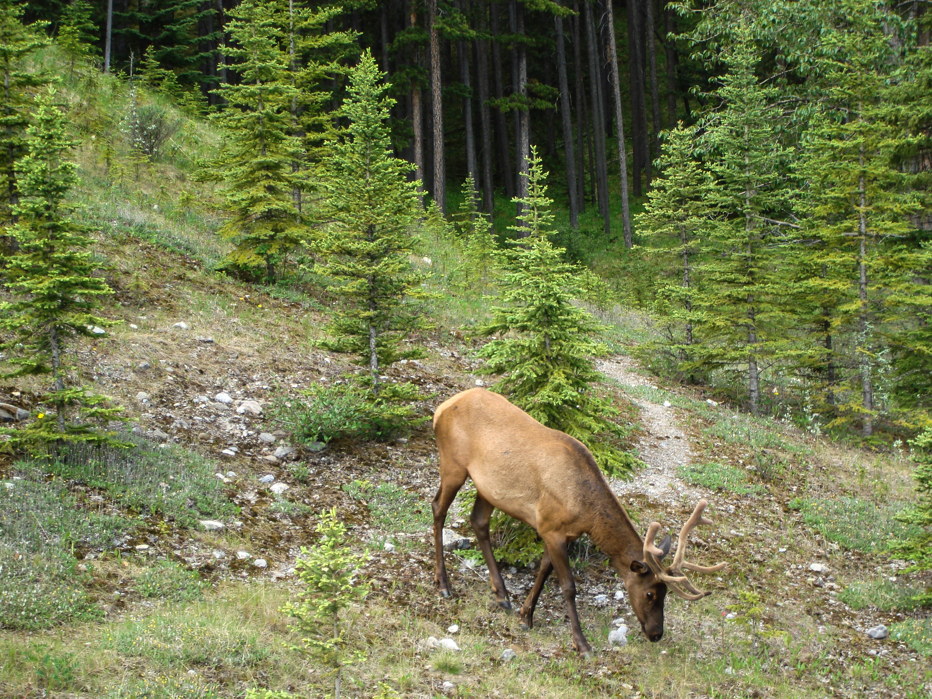 no people, scenic, game, male, big, tree, velvet, jasper, environment, elk, vertebrate, park, land, scenery, mammal, animals in the wild, herbivorous, woods, HD Wallpaper