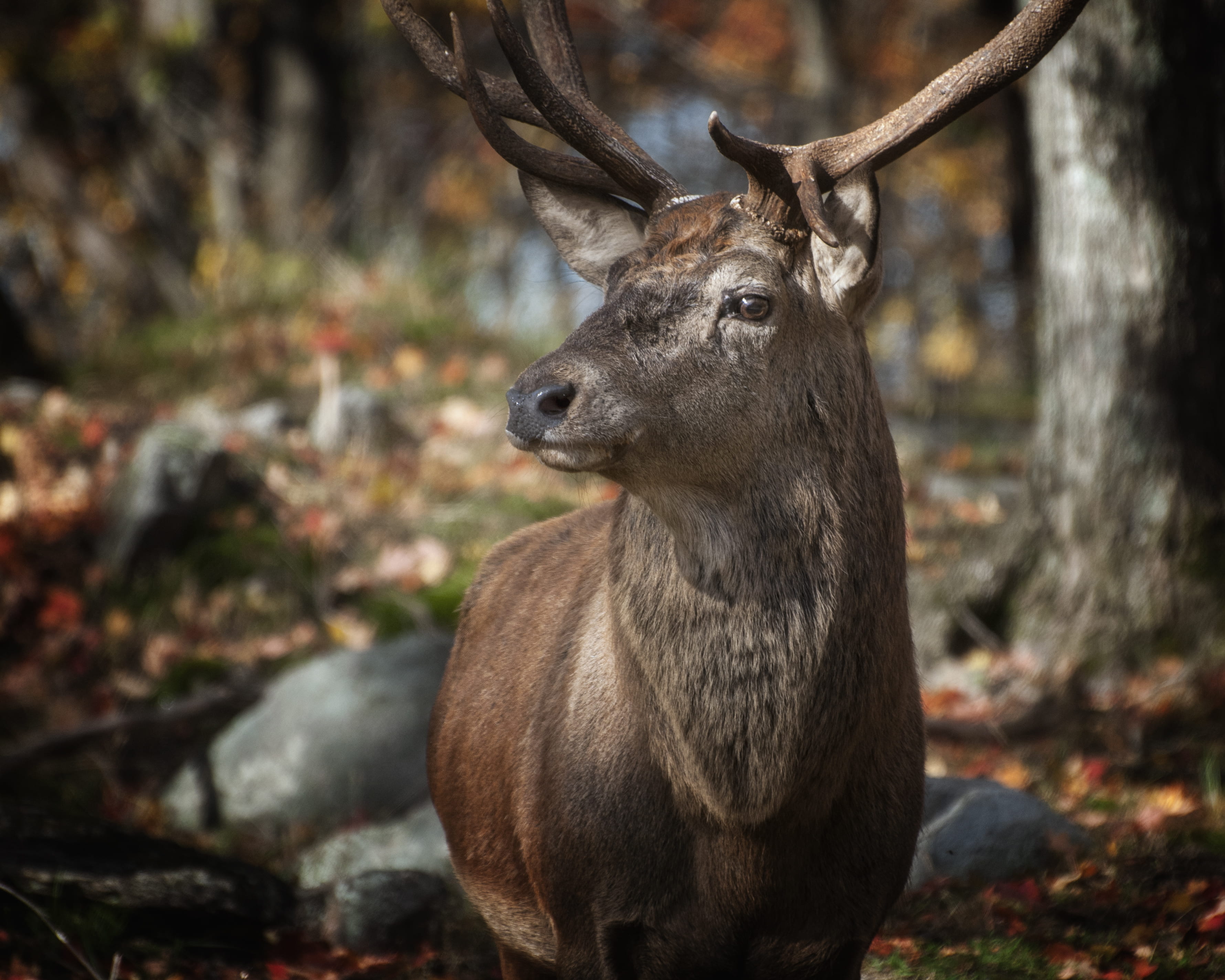 herbivorous, tilt, horns, reindeer, animal photography, outdoors, photography, vertebrate, day, plant, mammal, trees, land, buck, blurred background, portrait, HD Wallpaper