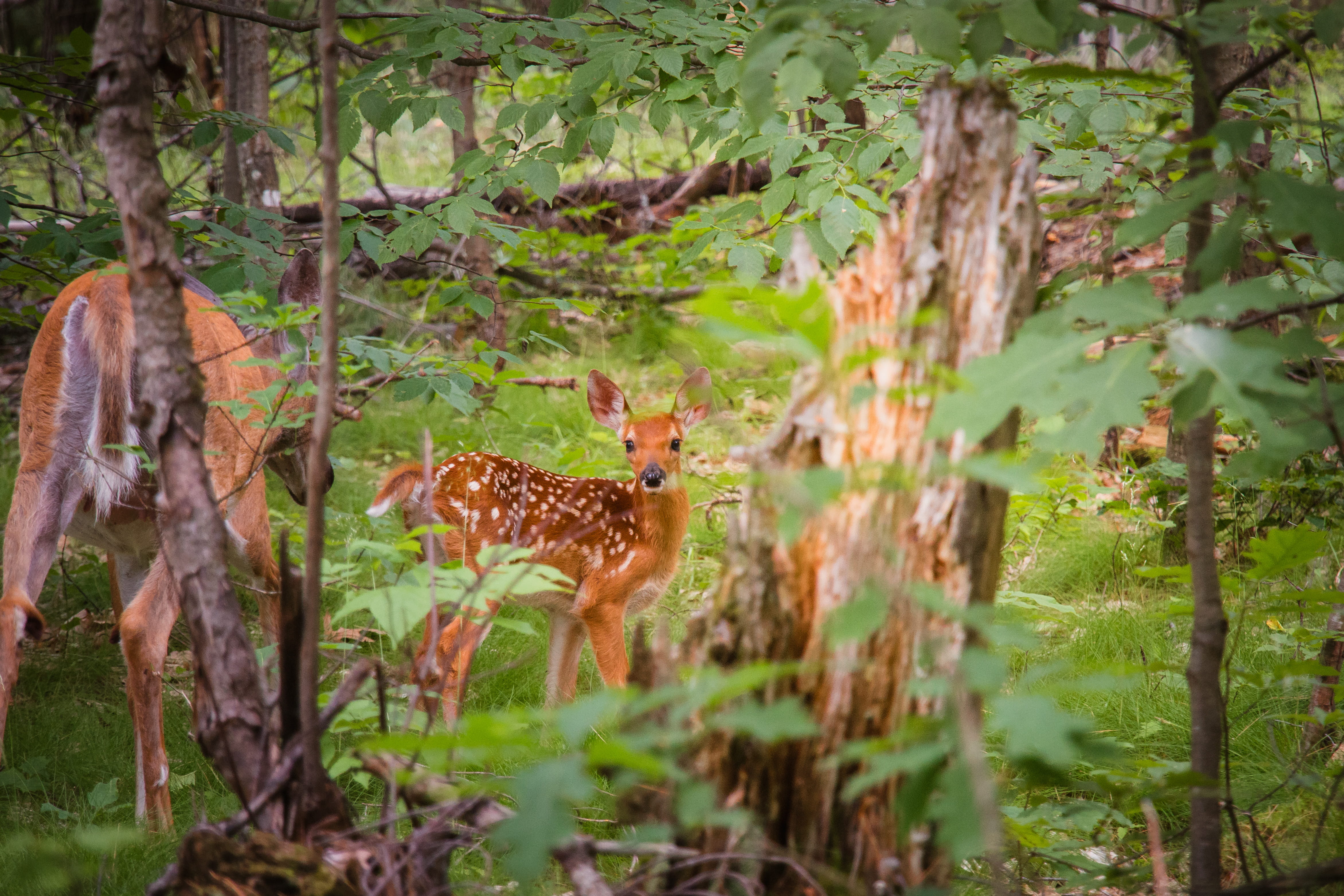 grassland, animal, eyes, park, photography, animals in the wild, outdoors, fur, close-up, 4K, tree, woods, wild, no people, wildlife photography, mammal, HD Wallpaper