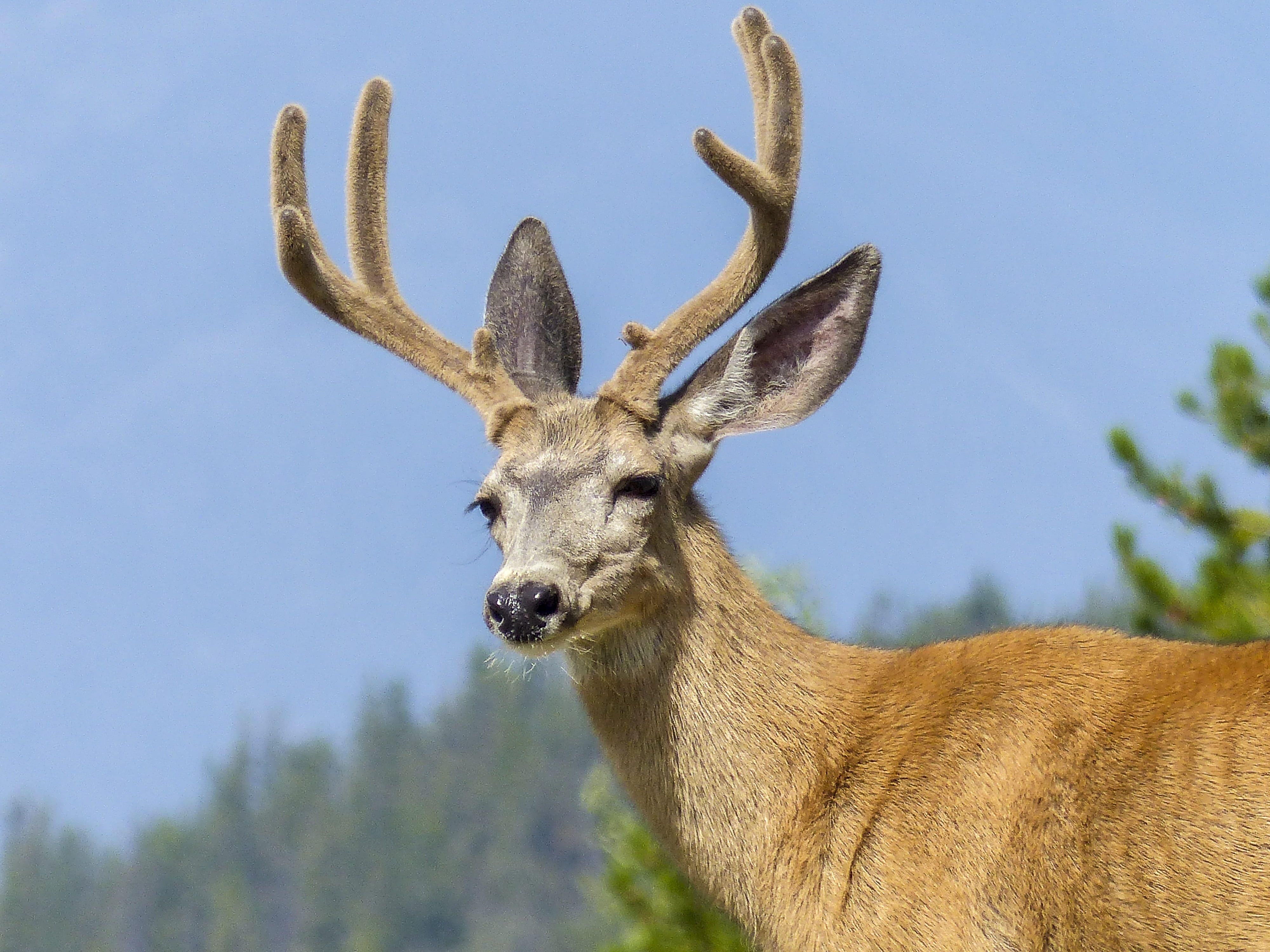 nature, antlers, deer, forest, close, brown, photography, animal themes, mammal, domestic animals, mountain, outdoors, focus on foreground, animal wildlife, HD Wallpaper