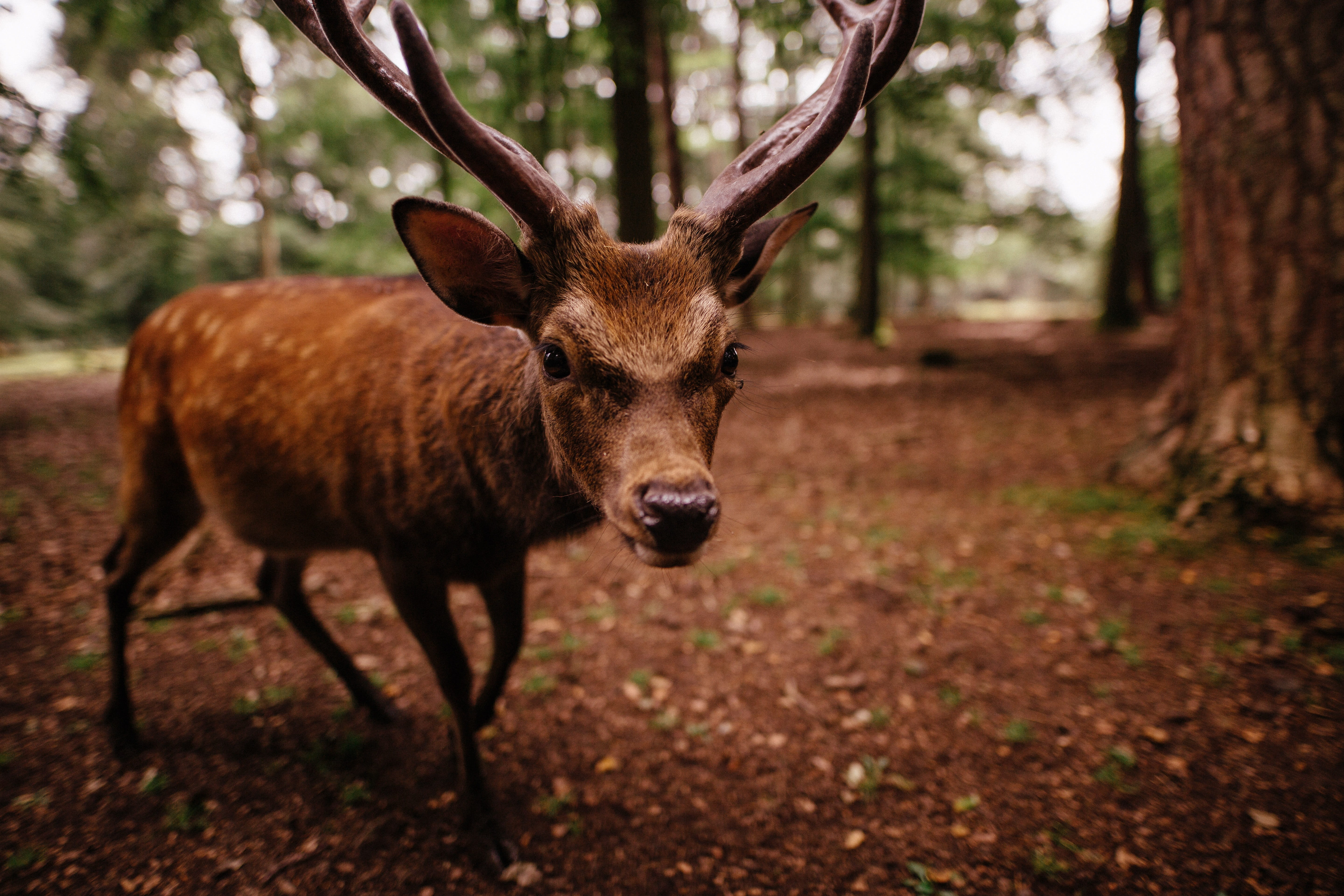 land, focus on foreground, animals in the wild, 5K, fur, mammal, stag, grass, herbivorous, outdoors, buck, trees, nature, plant, animal, portrait, besides, HD Wallpaper