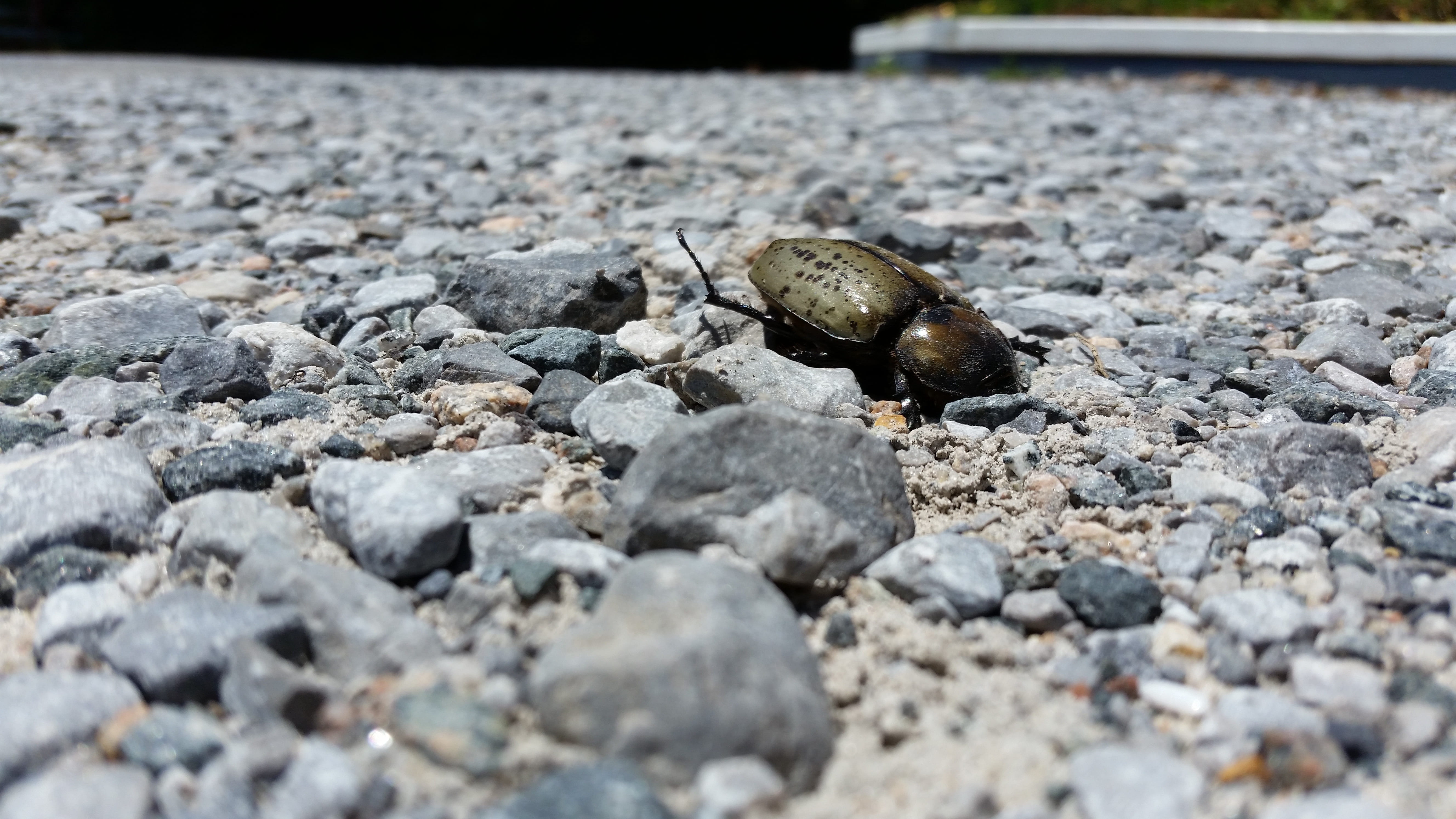 scene, chitin, death, foot, fly, entomology, antenna, tree, 5K, brown, macro, plant, gravel, outdoor, insect, shell, rock, invertebrate, environment, mountain, HD Wallpaper