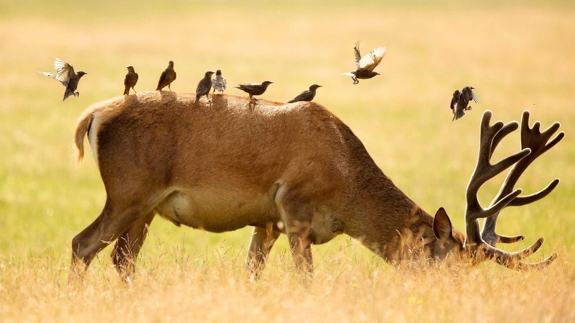 field, animals, nature, 1080P, grass, deer, birds, depth of field, HD Wallpaper