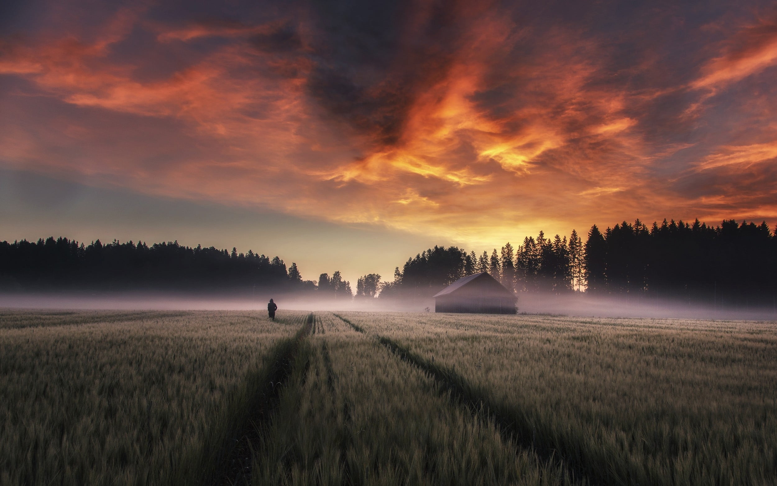 sunset, clouds, tree, Finland, scenics - nature, nature, land, landscape, agriculture, 1080P, untitled, plant, farm, mist, cloud - sky, trees, sky, tranquil scene, HD Wallpaper