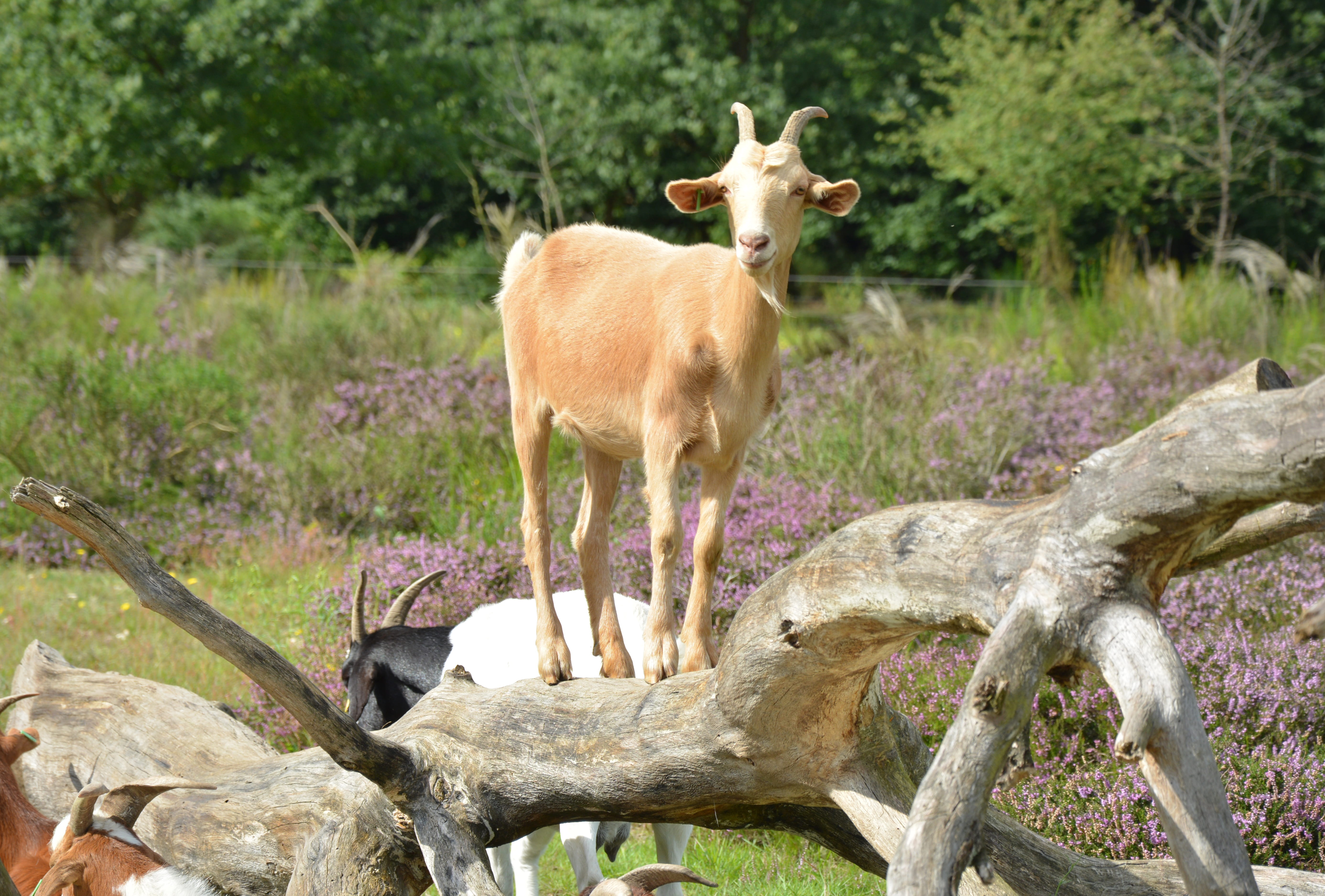 wildlife photography, goat, pillar, cattle, ungulate, tree, goat buck, attention, day, alm, dairy cattle, nature, one animal, domestic goat, log, horned, HD Wallpaper