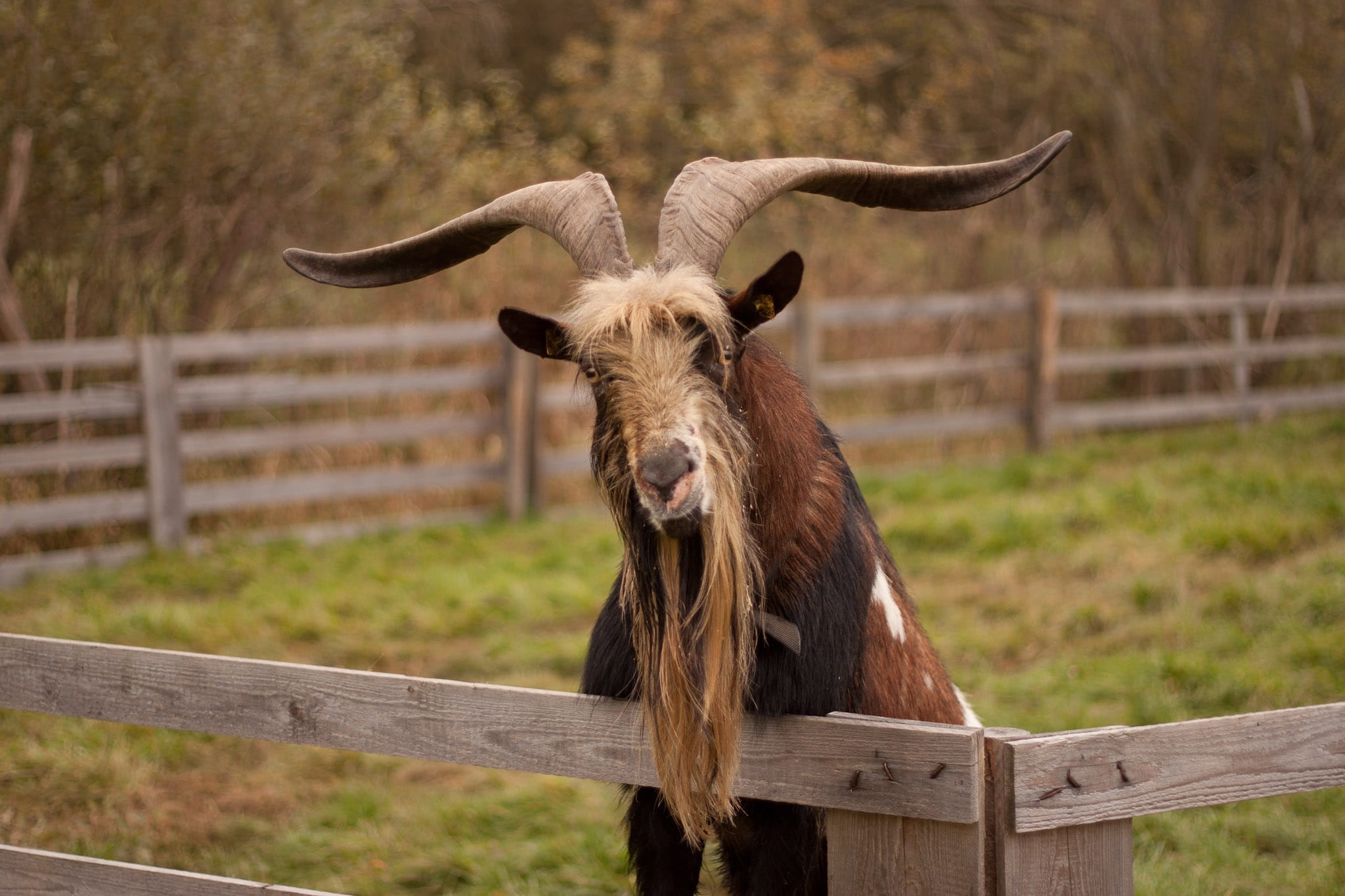 barrier, horned, agriculture, Animal, outdoors, brown, livestock, cow, domestic goat, boundary, animal world, prima donna bock, rural Scene, pet, grazing, HD Wallpaper