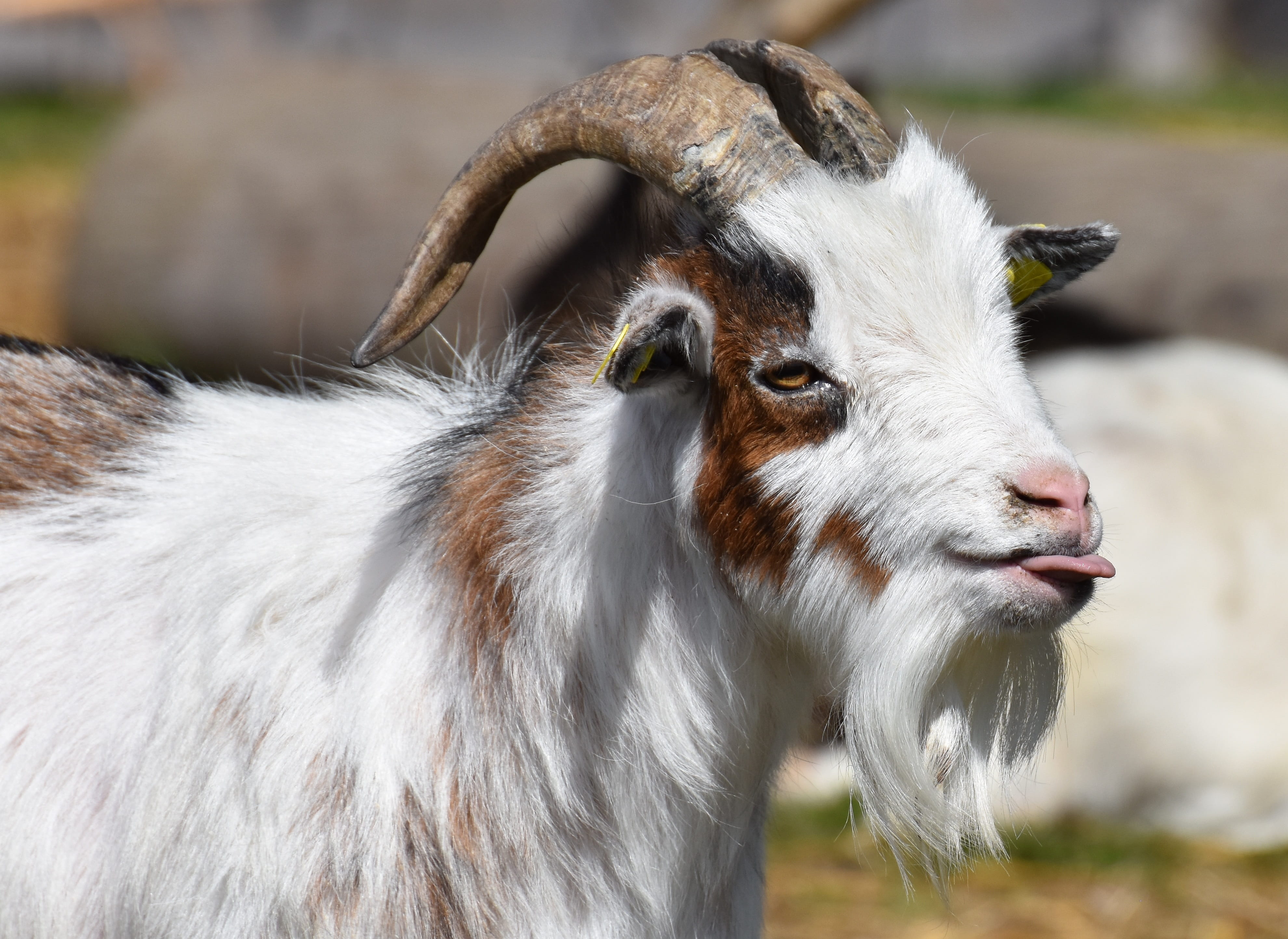 day, domestic, young animal, no people, focus on foreground, field, creature, nature, pets, goat, animal themes, vertebrate, funny, horns, meadow, animal world, HD Wallpaper