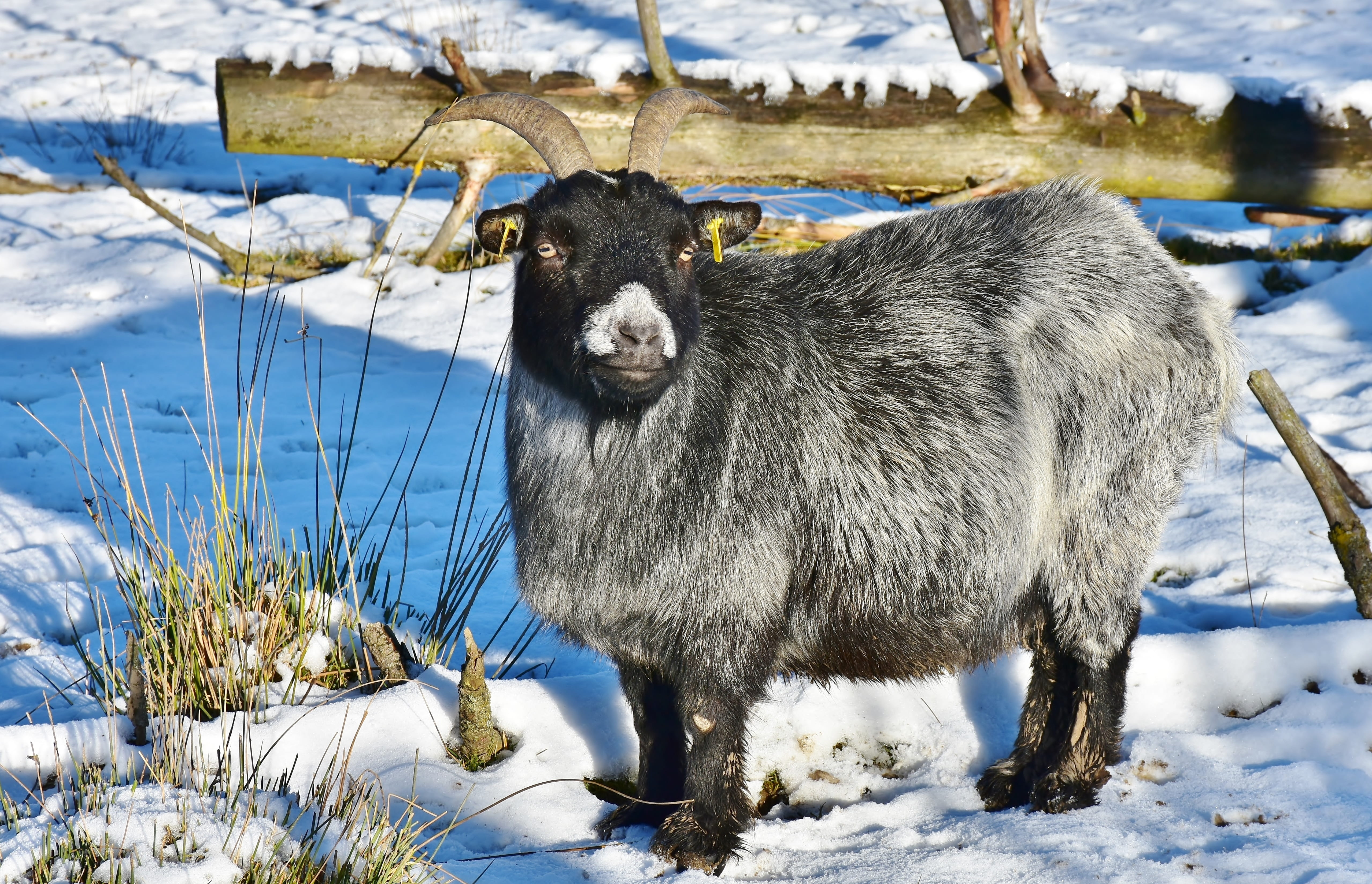 vertebrate, animal themes, billy goat, 4K, snow, pasture, one animal, cold temperature, animal wildlife, herbivorous, black, mammal, ungulate, sun, standing, HD Wallpaper