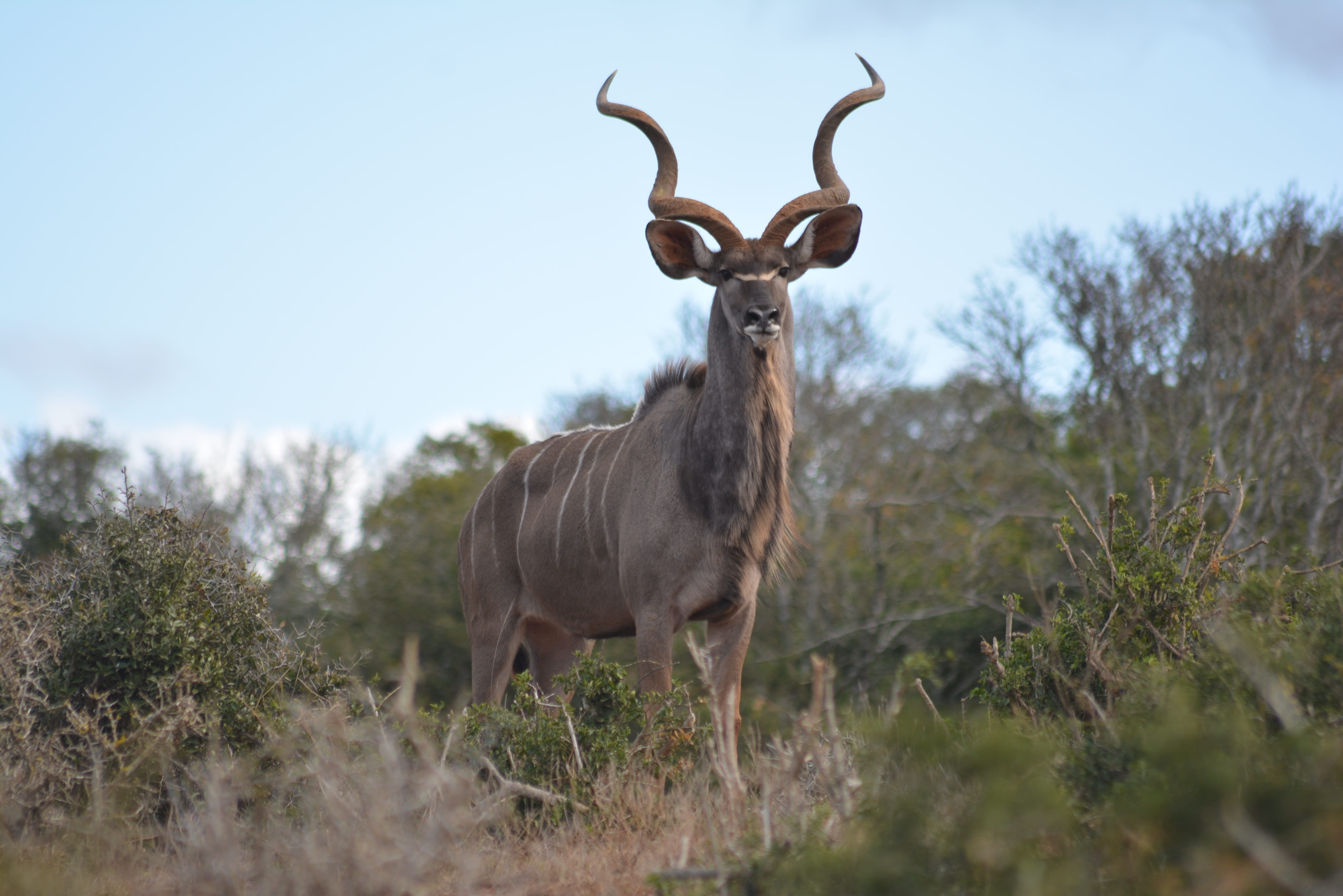 vertebrate, land, plant, 4K, tree, animal, wild animal africa, buck, field, animal themes, no people, animal wildlife, kudu, mammal, herbivorous, outdoors, HD Wallpaper