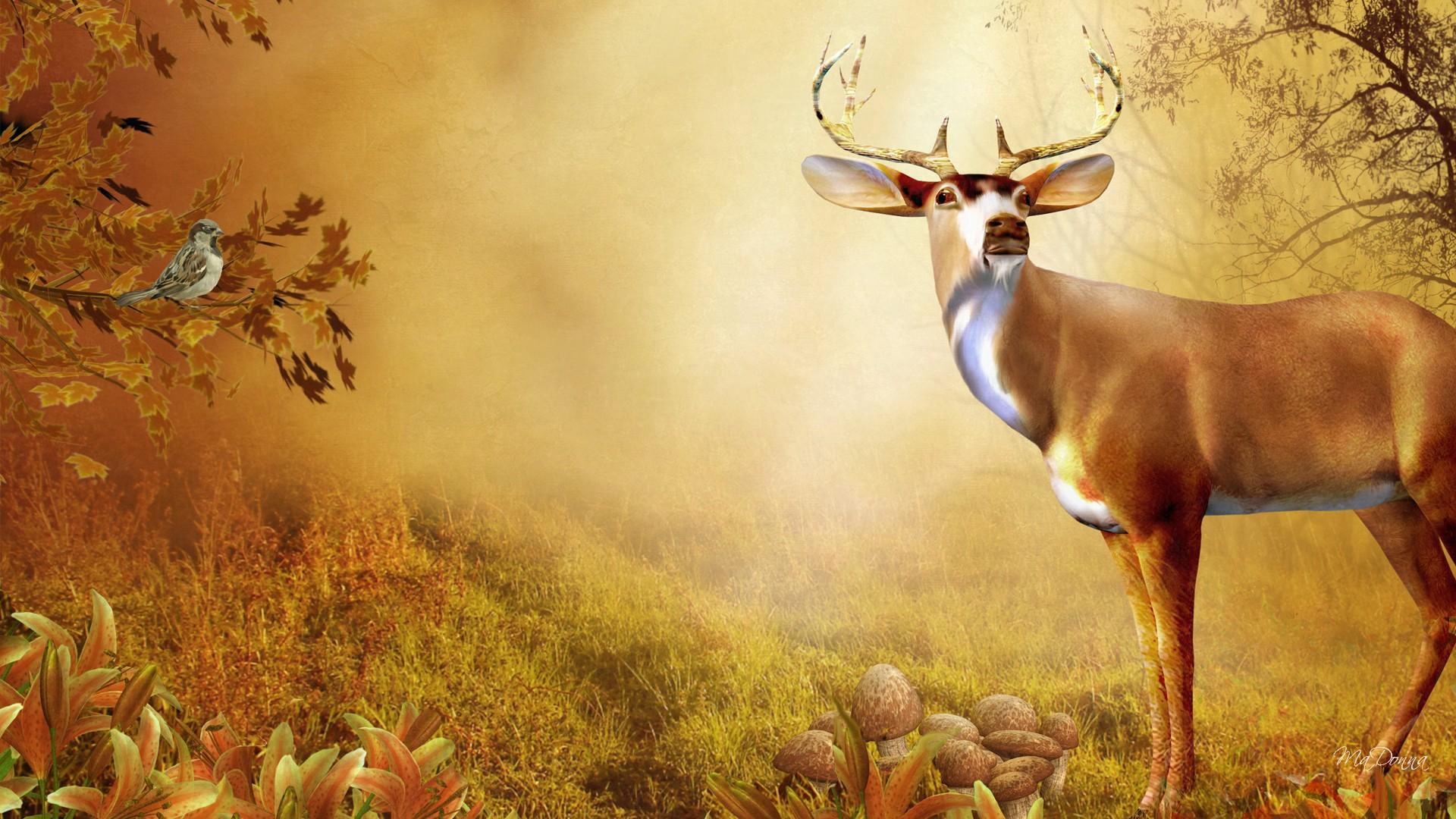 mushrooms, trees, fall, mist, grass, toadstools, gold, watching, deer, 1080P, bright, buck, bird, field, HD Wallpaper