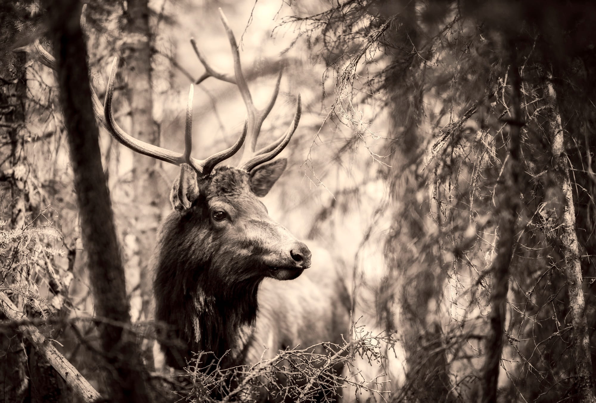 branch, wild, animal wildlife, vertebrate, 1080P, animal head, horned, land, wilderness, country, buck, focus on foreground, animal, plant, photography, HD Wallpaper