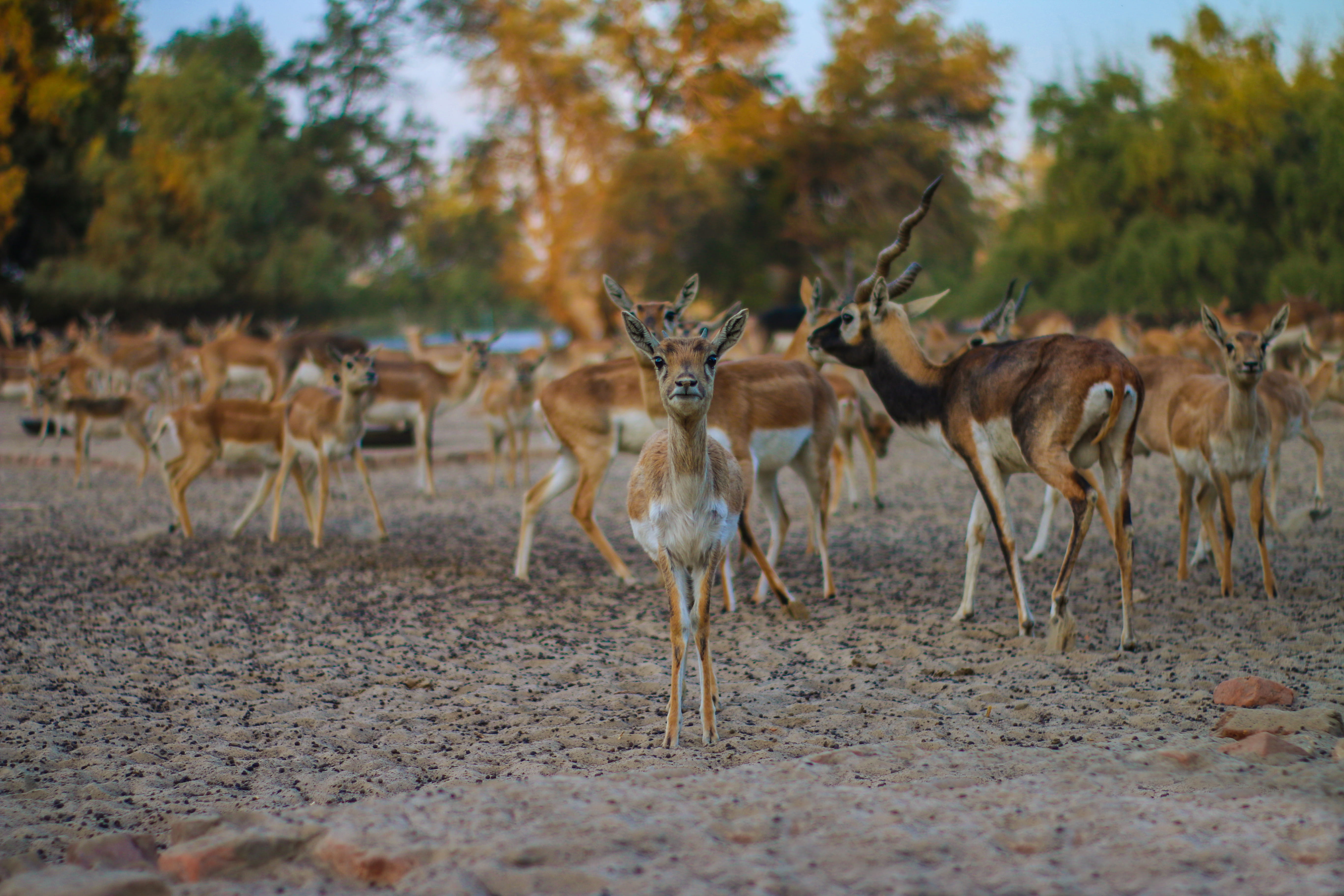 day, colors, close-up, safari, buck, climate, wild animal, group of animals, trees, blur, antlers, animal themes, arid climate, horns, deers, herbivorous, HD Wallpaper