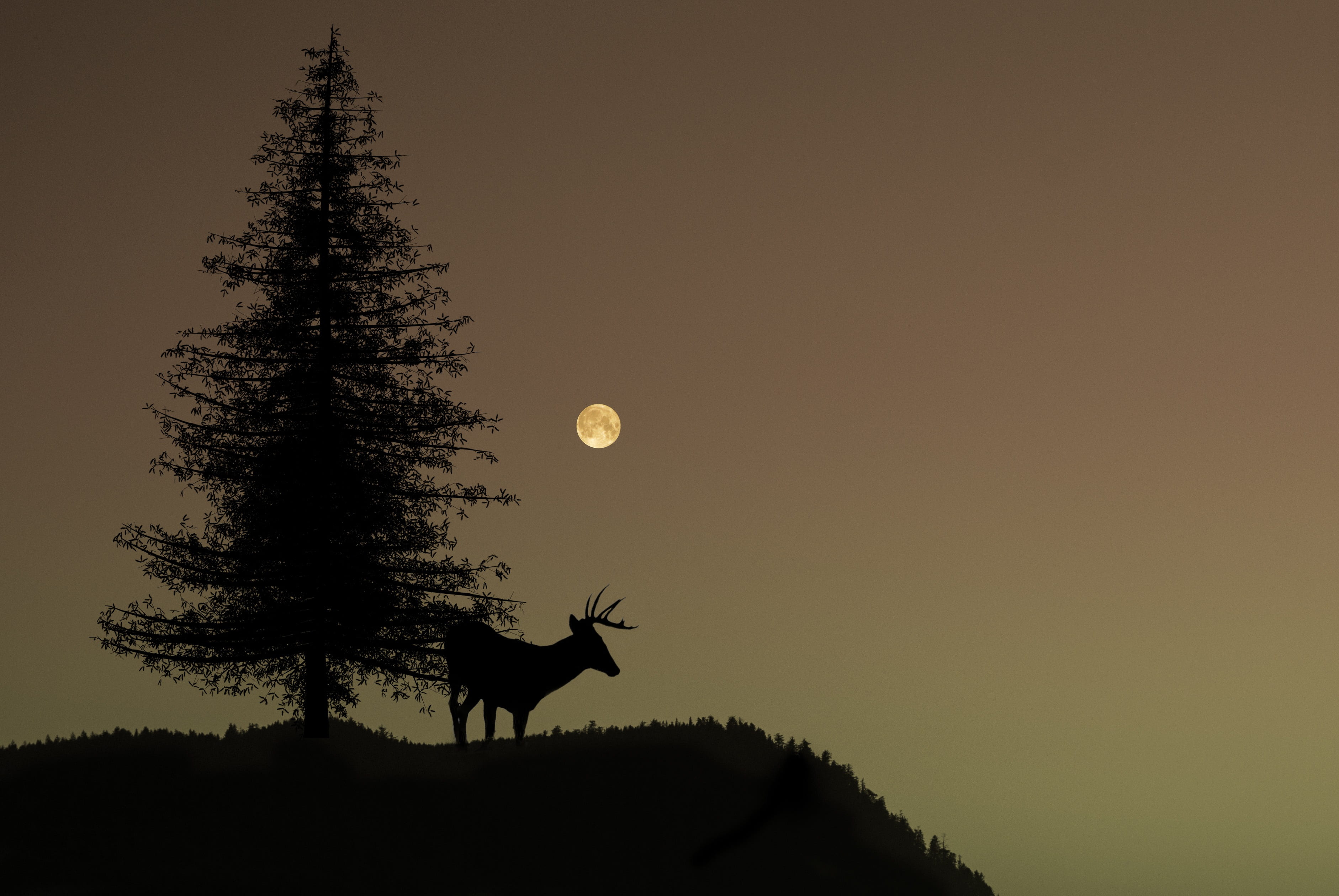 pine, outdoors, near, sky, mammal, outdoor, tree, nature, buck, 2K, domestic animals, clear sky, animal, vertebrate, herbivorous, plant, dark, moon, beauty in nature, HD Wallpaper