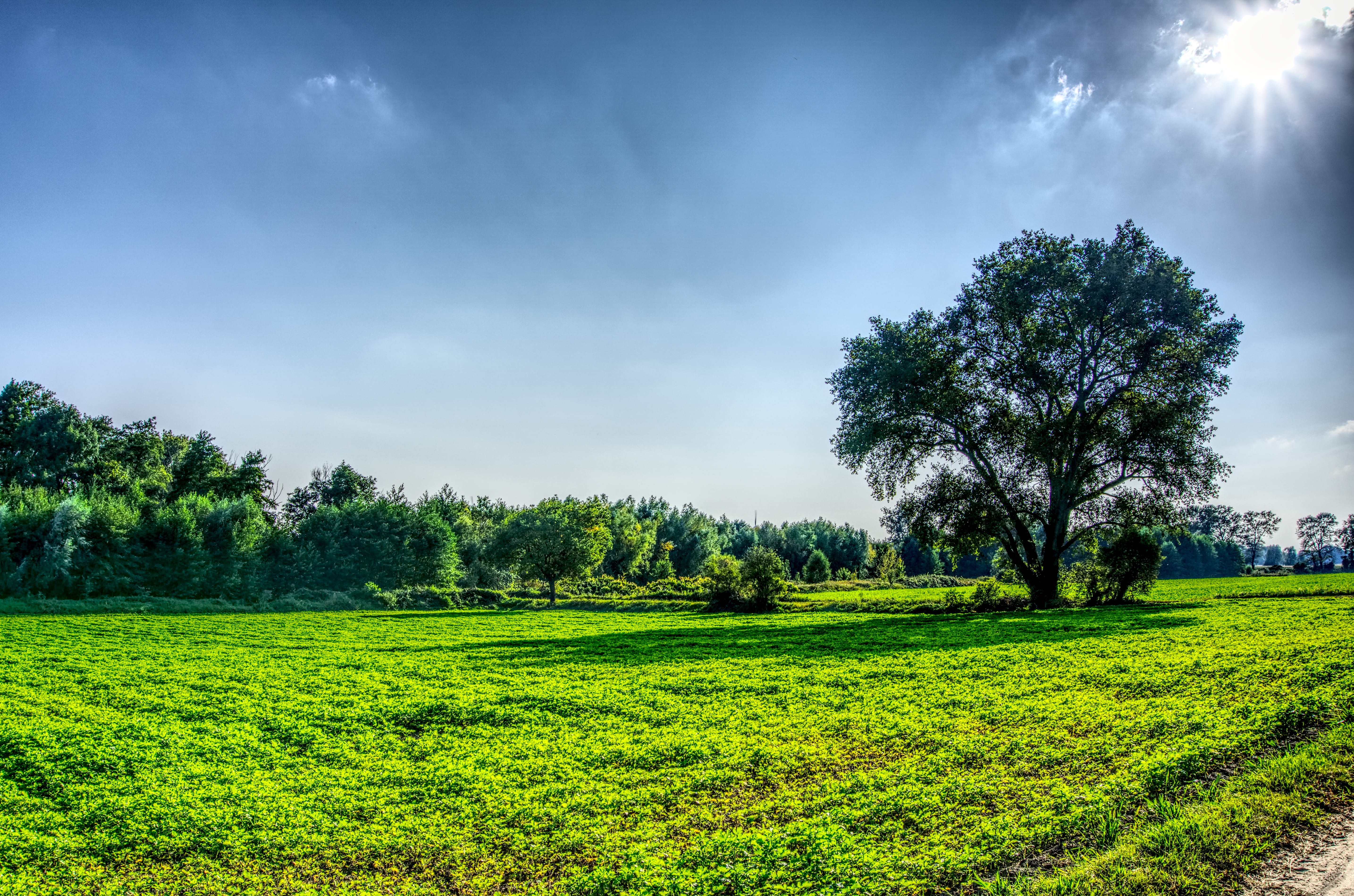 cloud - sky, tree, meadow, outdoors, scenics - nature, rural scene, grass, field, high dynamic range, idyllic, back light, plantation, landscape, tranquil scene, HD Wallpaper