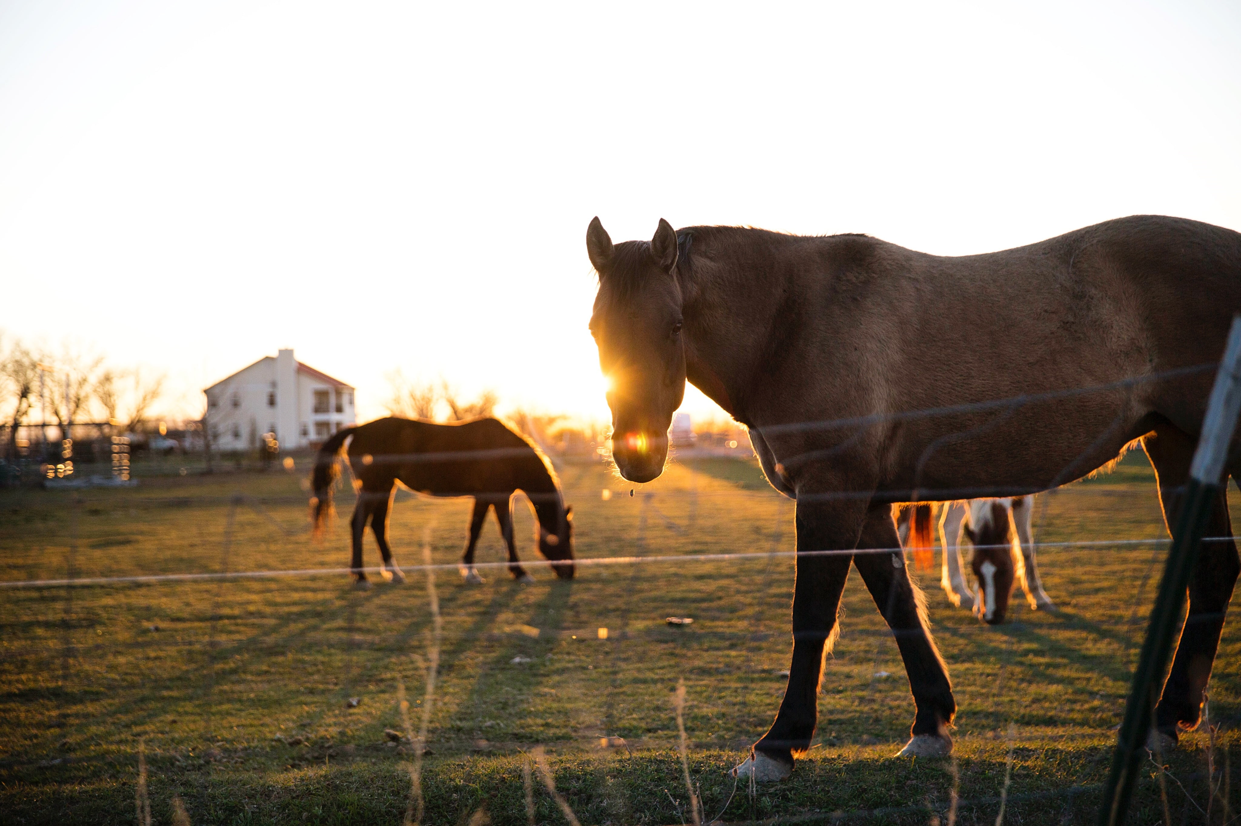 animals, full length, horse, group of animals, flare, one animal, nature, vertebrate, grass, livestock, mane, trees, mesh, brown, steel, field, fence, domestic animals, HD Wallpaper