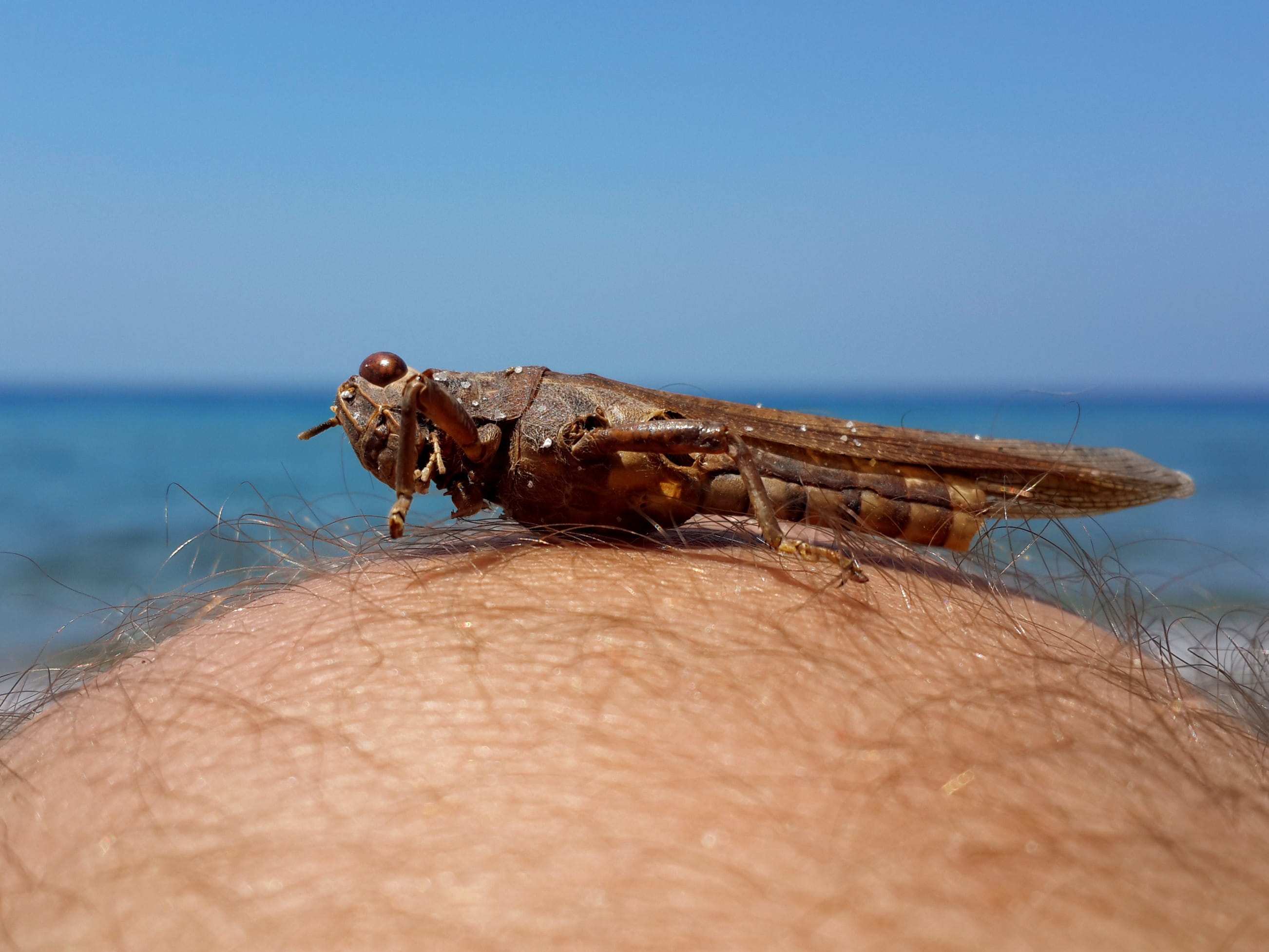 day, sky, ege, one animal, skin, knee, human body part, marine, landscape, 2K, solar, beach, sea, peace, animal themes, close-up, outdoors, human skin, HD Wallpaper
