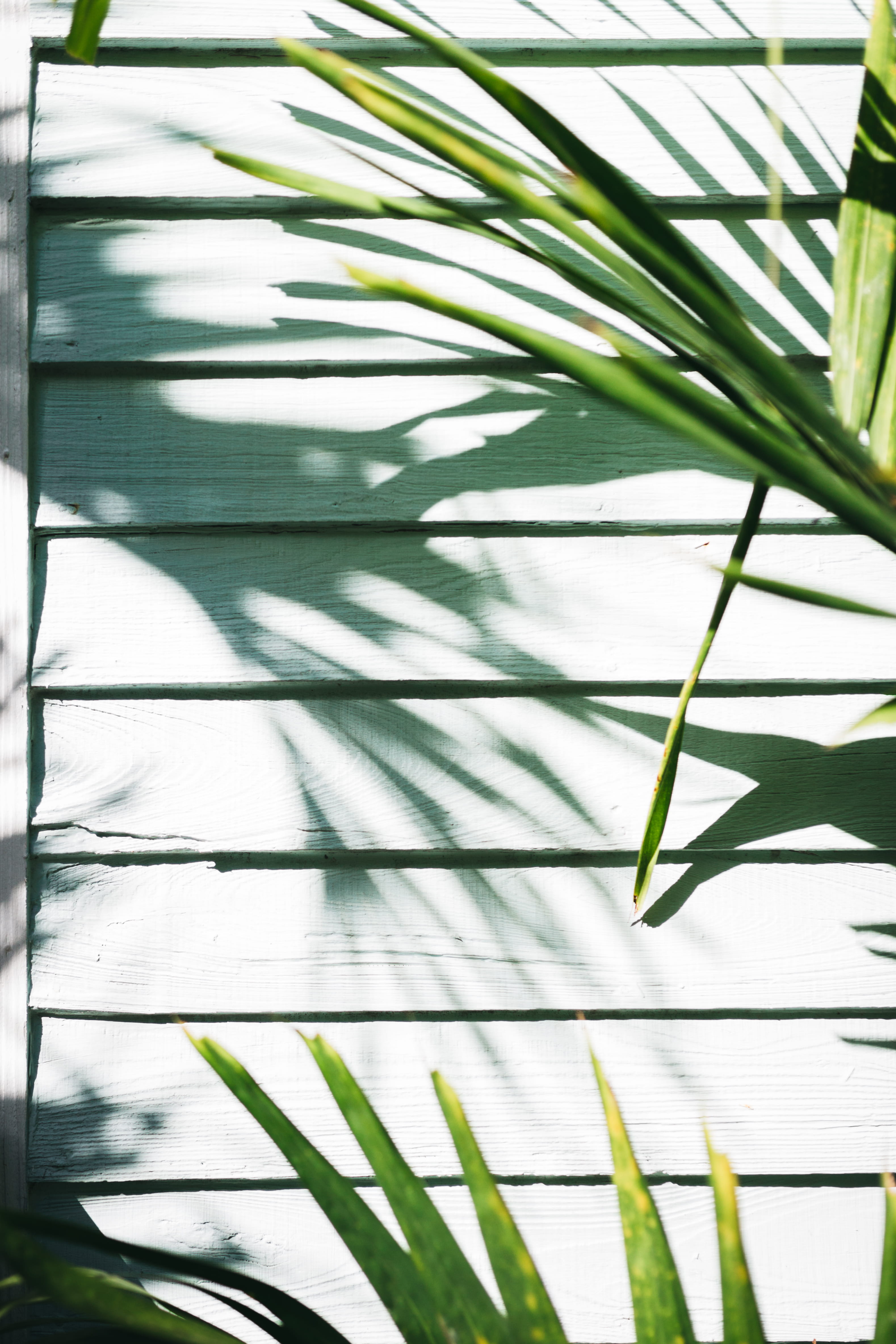 4K, tree, sunlight, beauty in nature, shadow, full frame, plant part, palm tree, key west, leaves, plant, no people, nature, backgrounds, outdoors, pattern, Phone HD Wallpaper