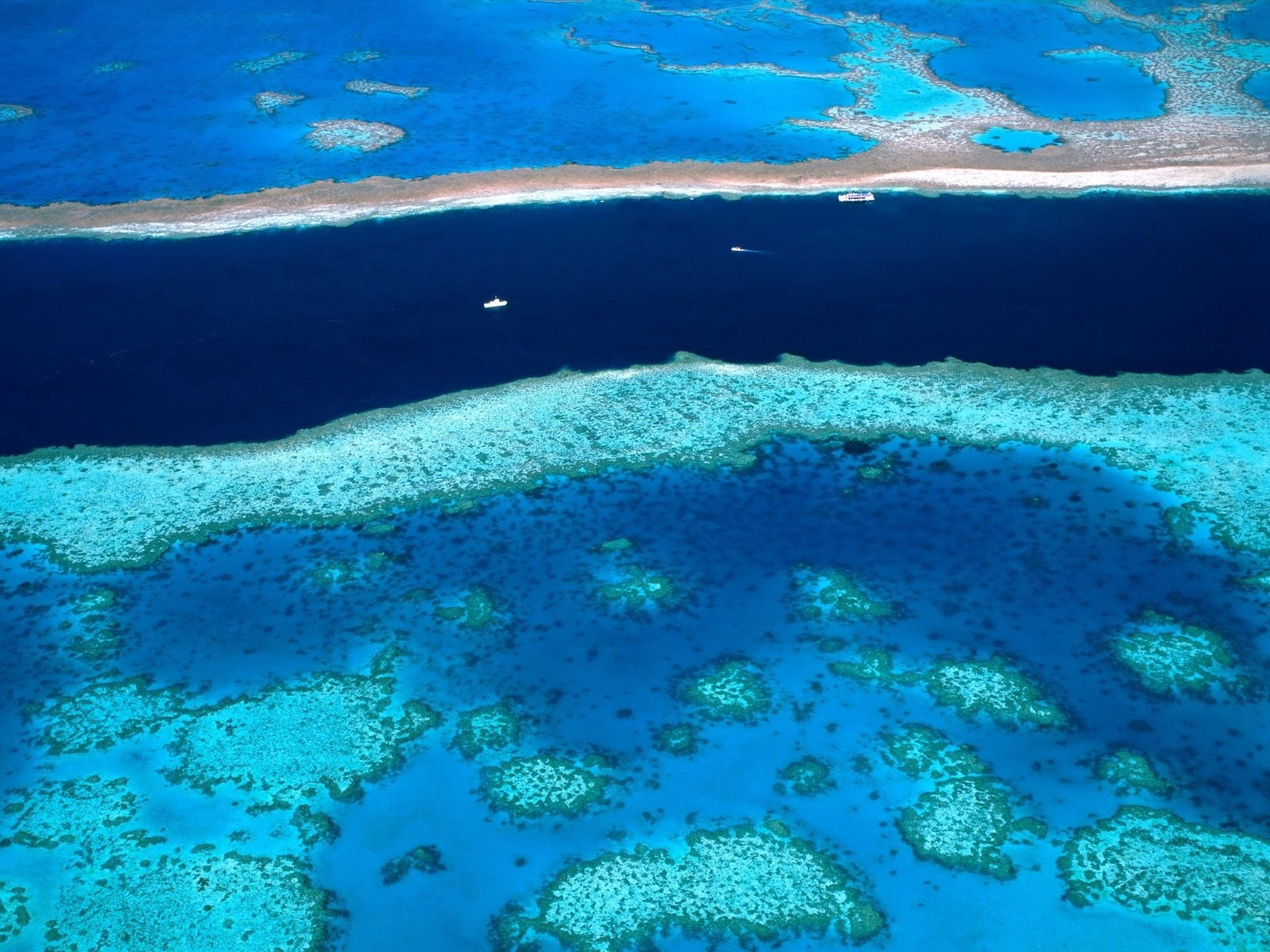 animal wildlife, undersea, nature, sea life, tropical Climate, animal, 720P, island, animals in the wild, outdoors, hole, marine, animal themes, coastline, HD Wallpaper