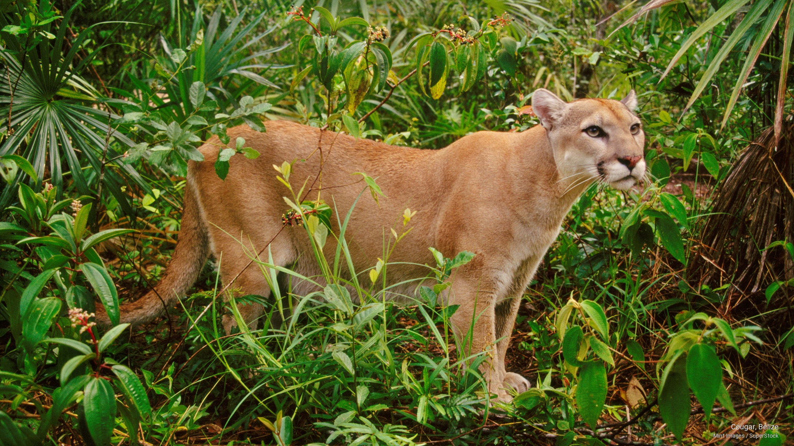 cougar, belize, Animals, 2K, HD Wallpaper