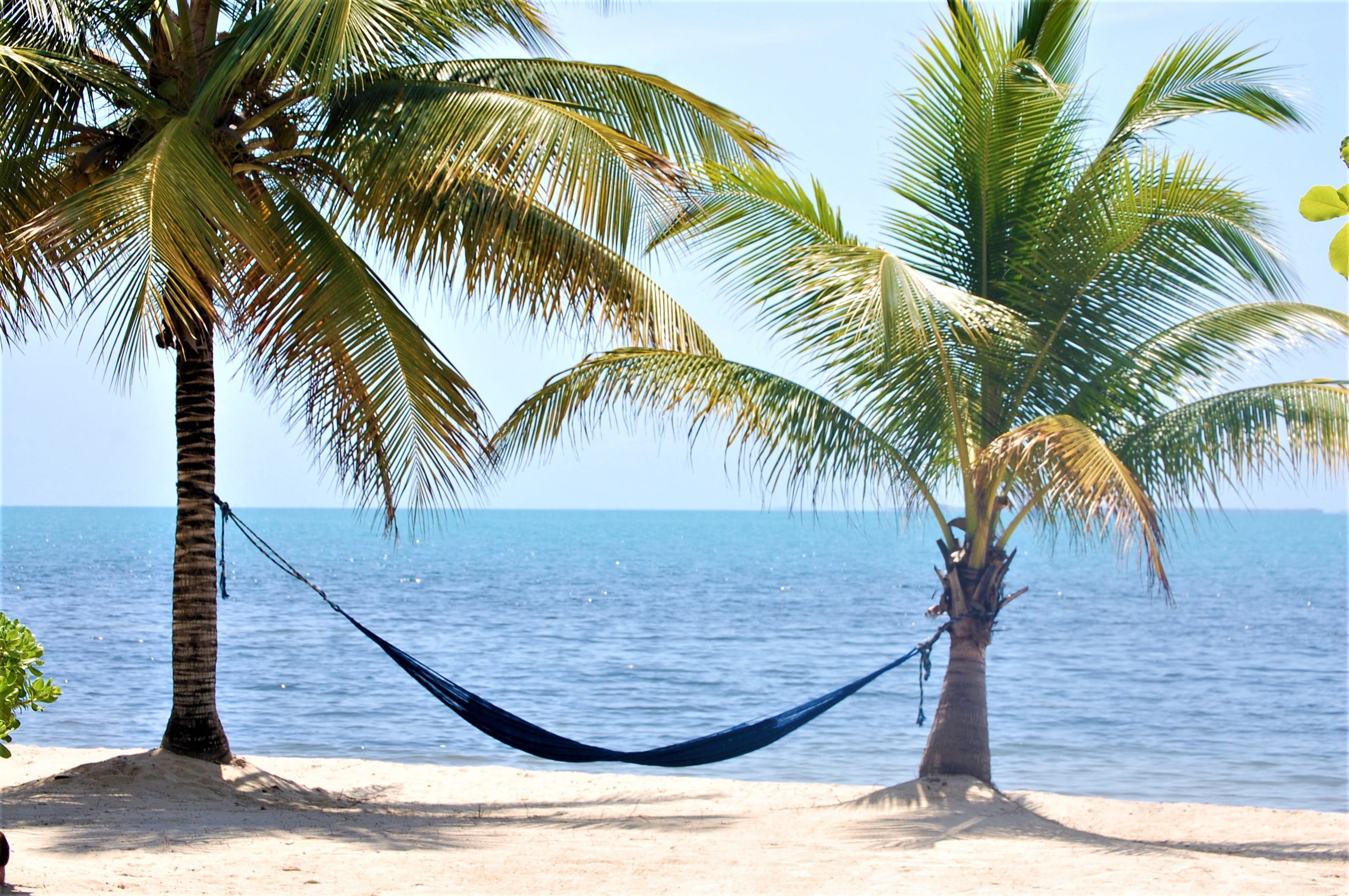 palm tree, idyllic, tropical tree, plant, beauty in nature, coconut palm tree, land, tranquility, belize, water, tranquil scene, horizon over water, hammock, HD Wallpaper