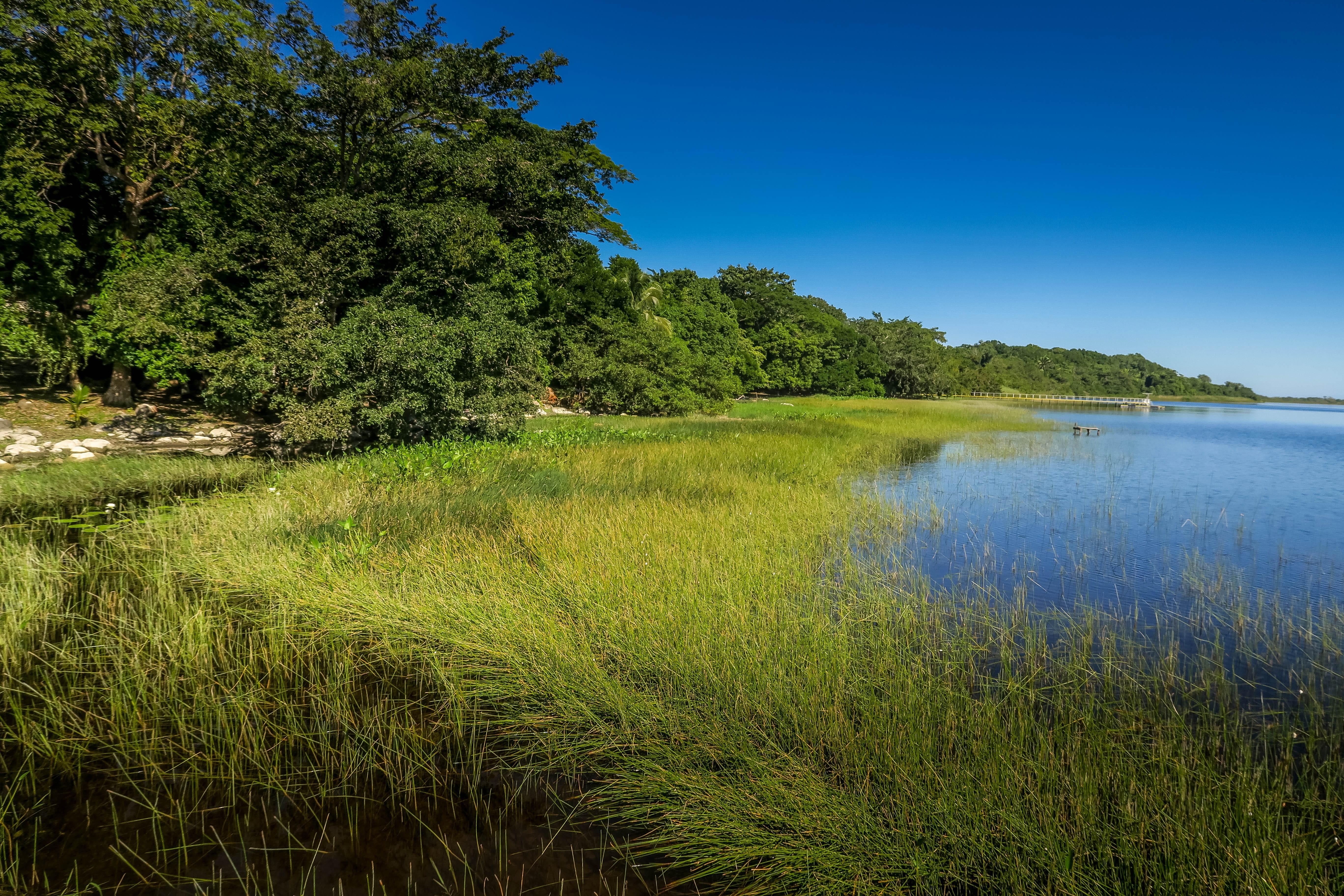 grass, scenics - nature, green color, tree, day, sky, outdoors, new river, blue, non-urban scene, nature, belize, swamp, land, tranquility, plant, growth, HD Wallpaper