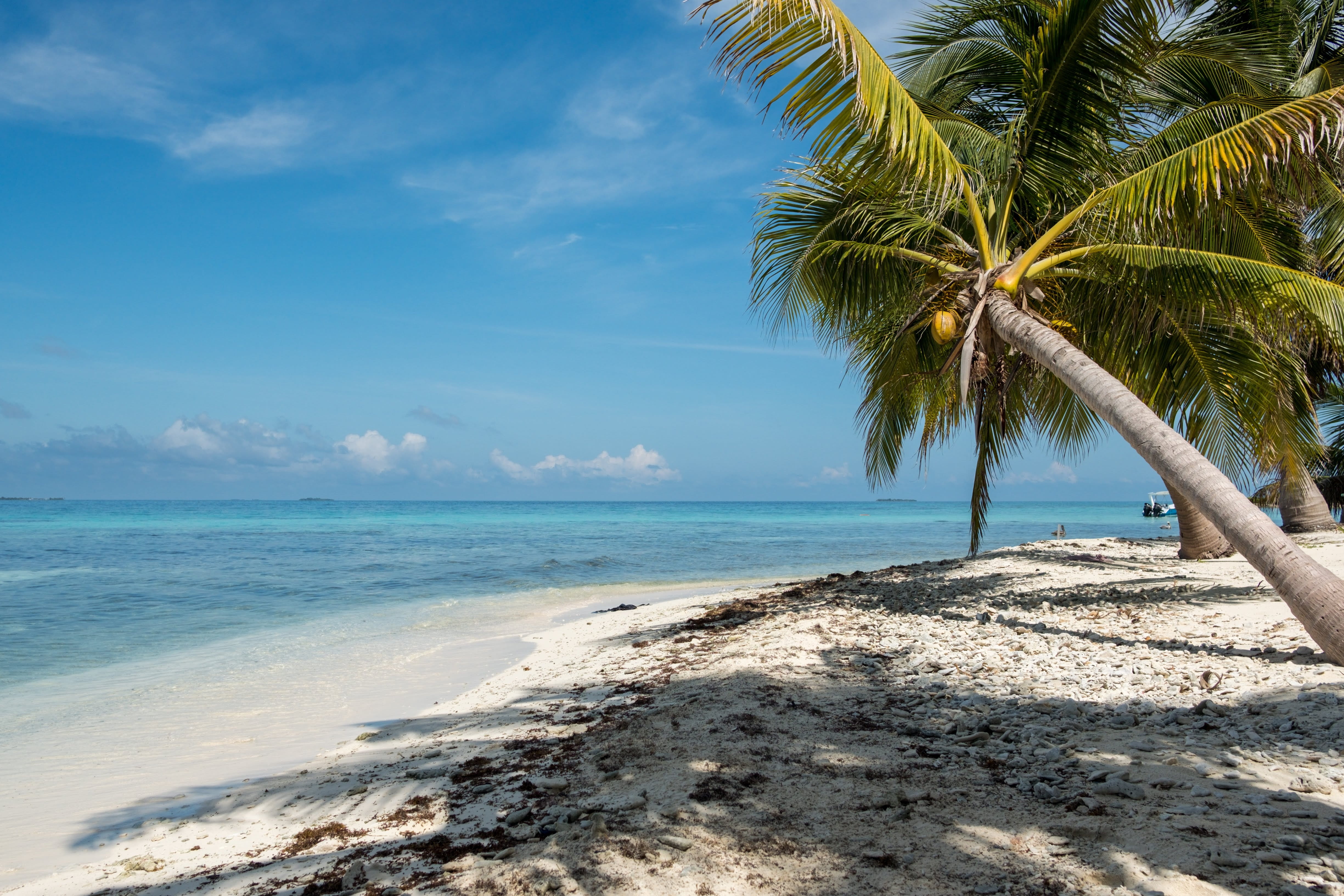 tranquil scene, tree, sea, outdoors, palm leaf, no people, scenics - nature, horizon over water, belize, cloud - sky, tropical climate, 4K, paradise, nature, HD Wallpaper