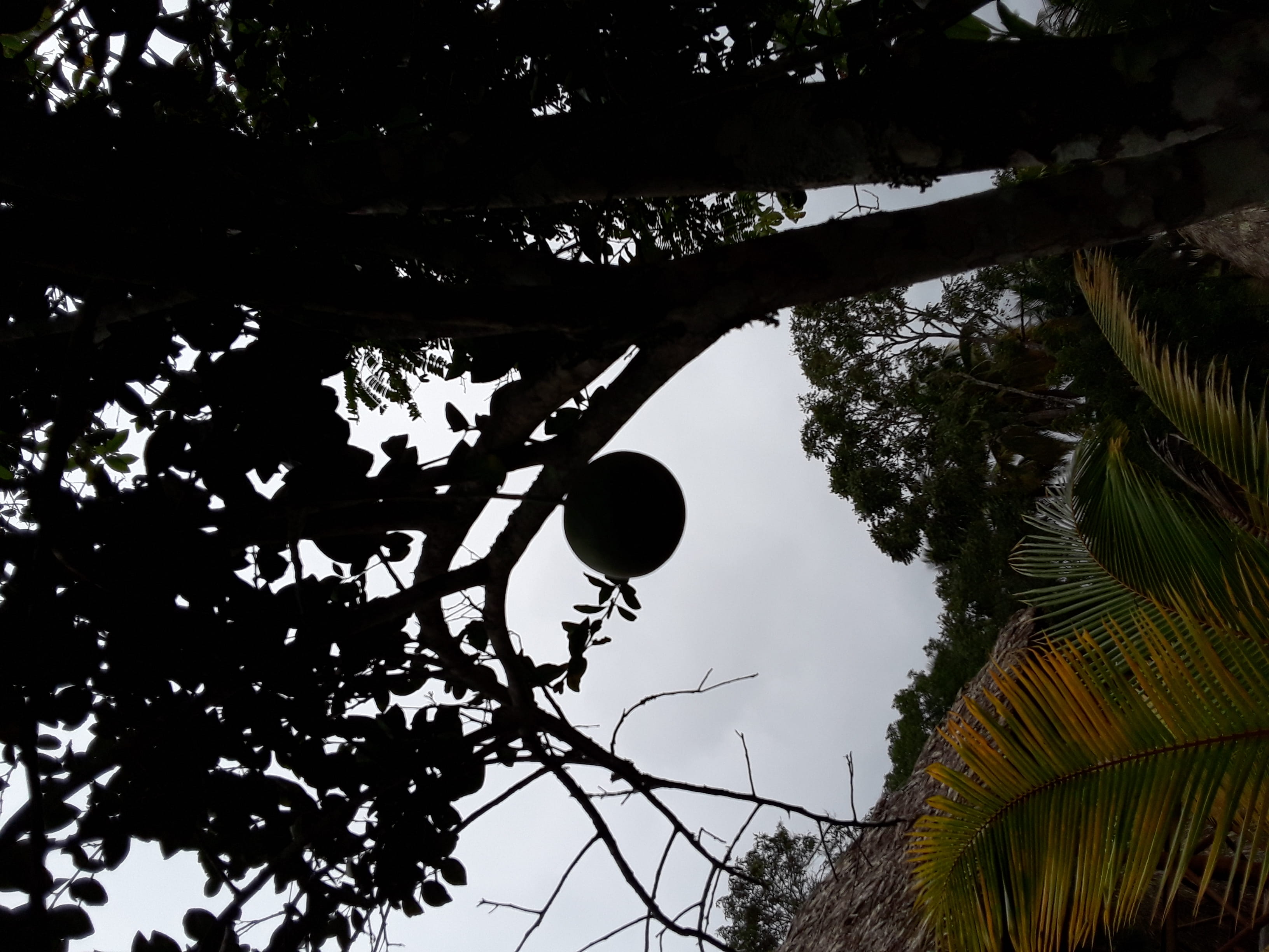 beauty in nature, trunk, fruit trees, fruit, low angle view, day, leaf, plant part, tranquility, blossom, built structure, outdoors, benque viejo del carmen, HD Wallpaper