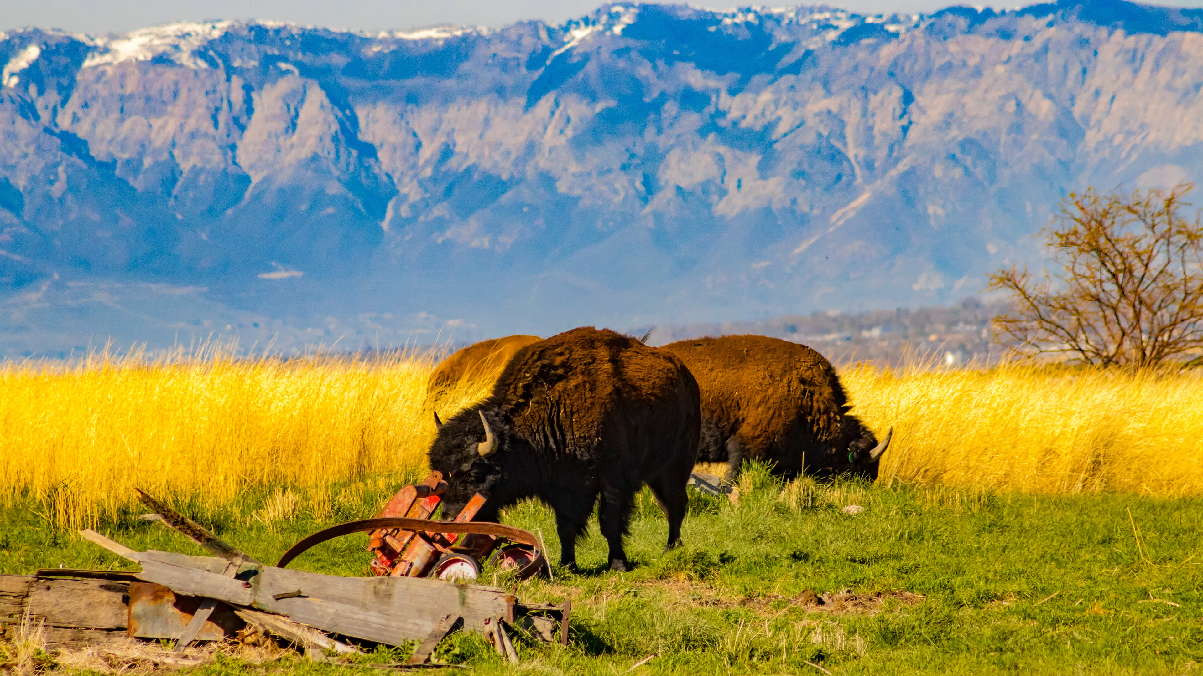 beauty in nature, mountain, grass, one animal, livestock, no people, nature, domestic animals, bison, mammal, field, landscape, animal, buffalo, vertebrate, HD Wallpaper