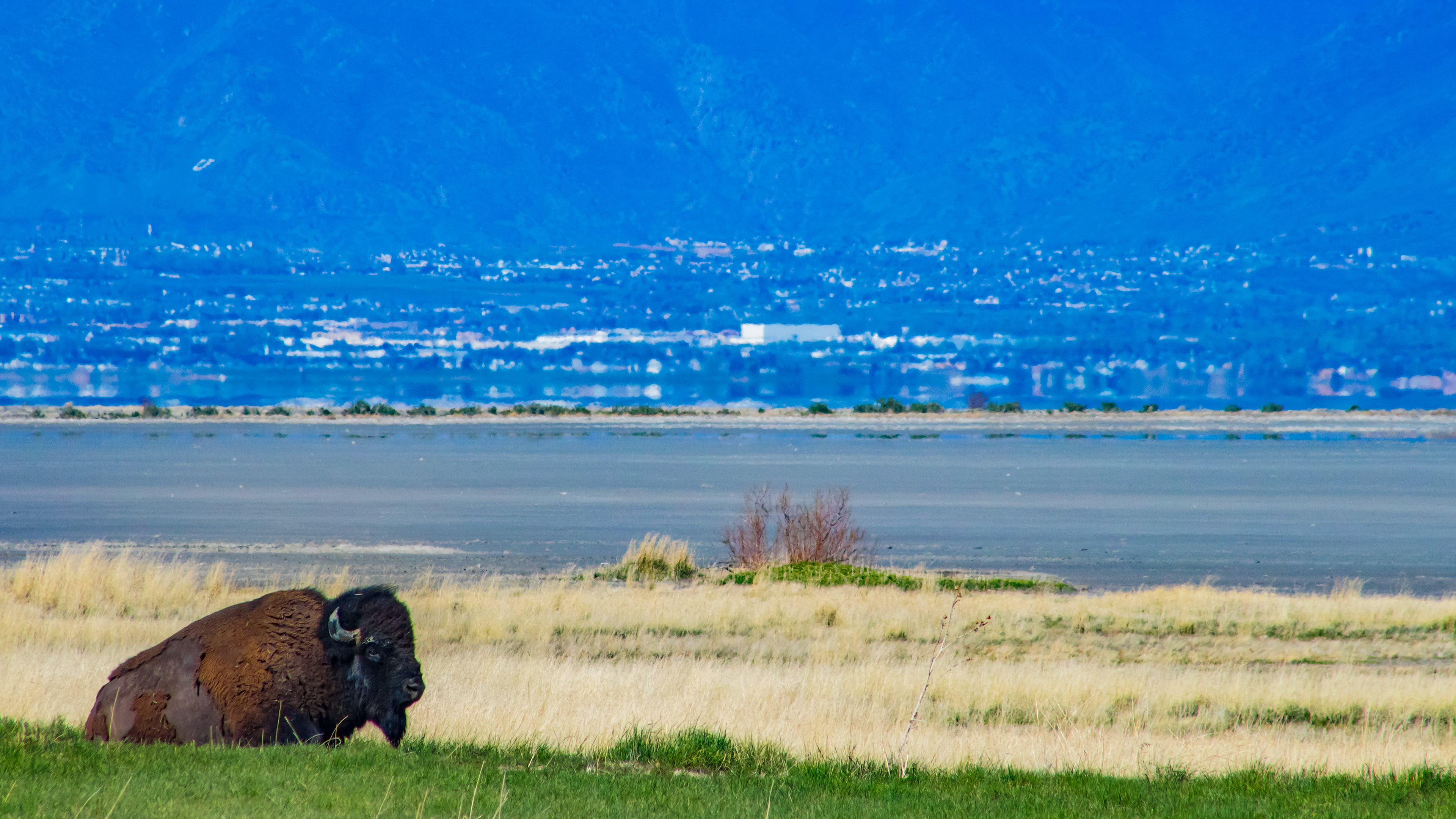 semi-arid, animal, domestic animals, bison, mammal, no people, animals in the wild, animal wildlife, animal themes, buffalo, vertebrate, grass, outdoors, HD Wallpaper
