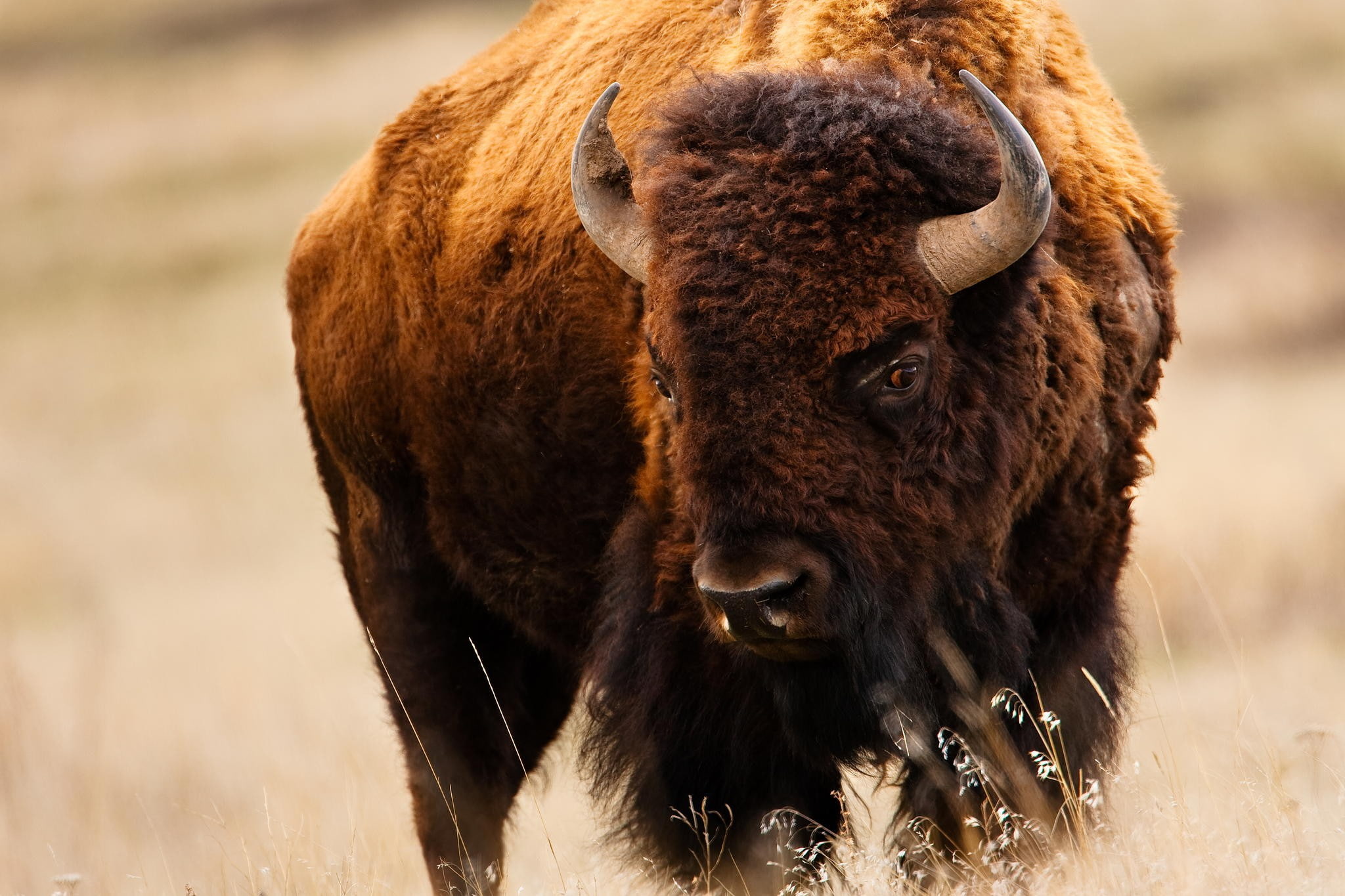 1080P, American Buffalo, bison, HD Wallpaper