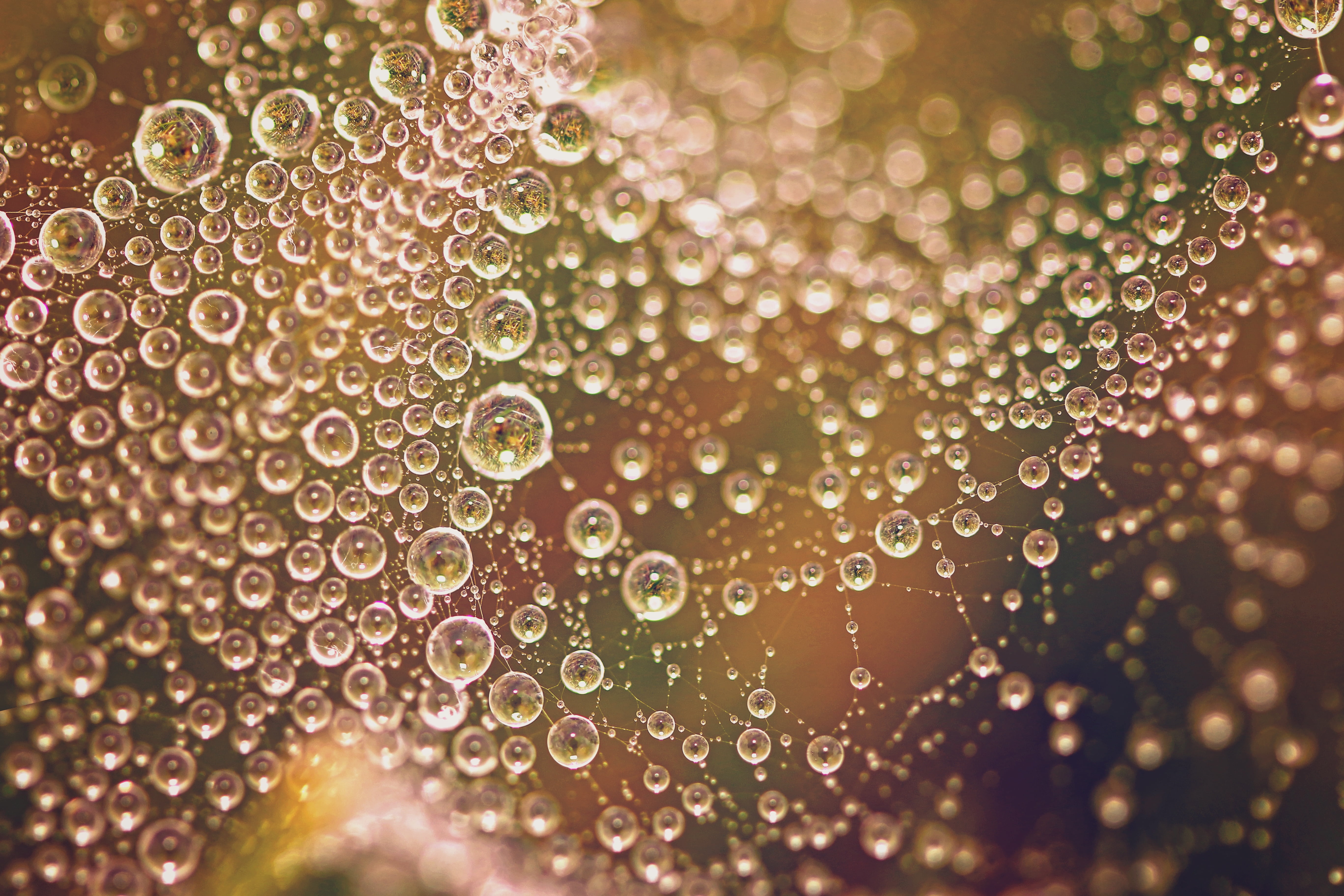 full frame, macro, rich, extreme close-up, spider, no people, nature, 5K, colorful, abstract backgrounds, beautiful, lens flare, wet, colors, lightweight, HD Wallpaper