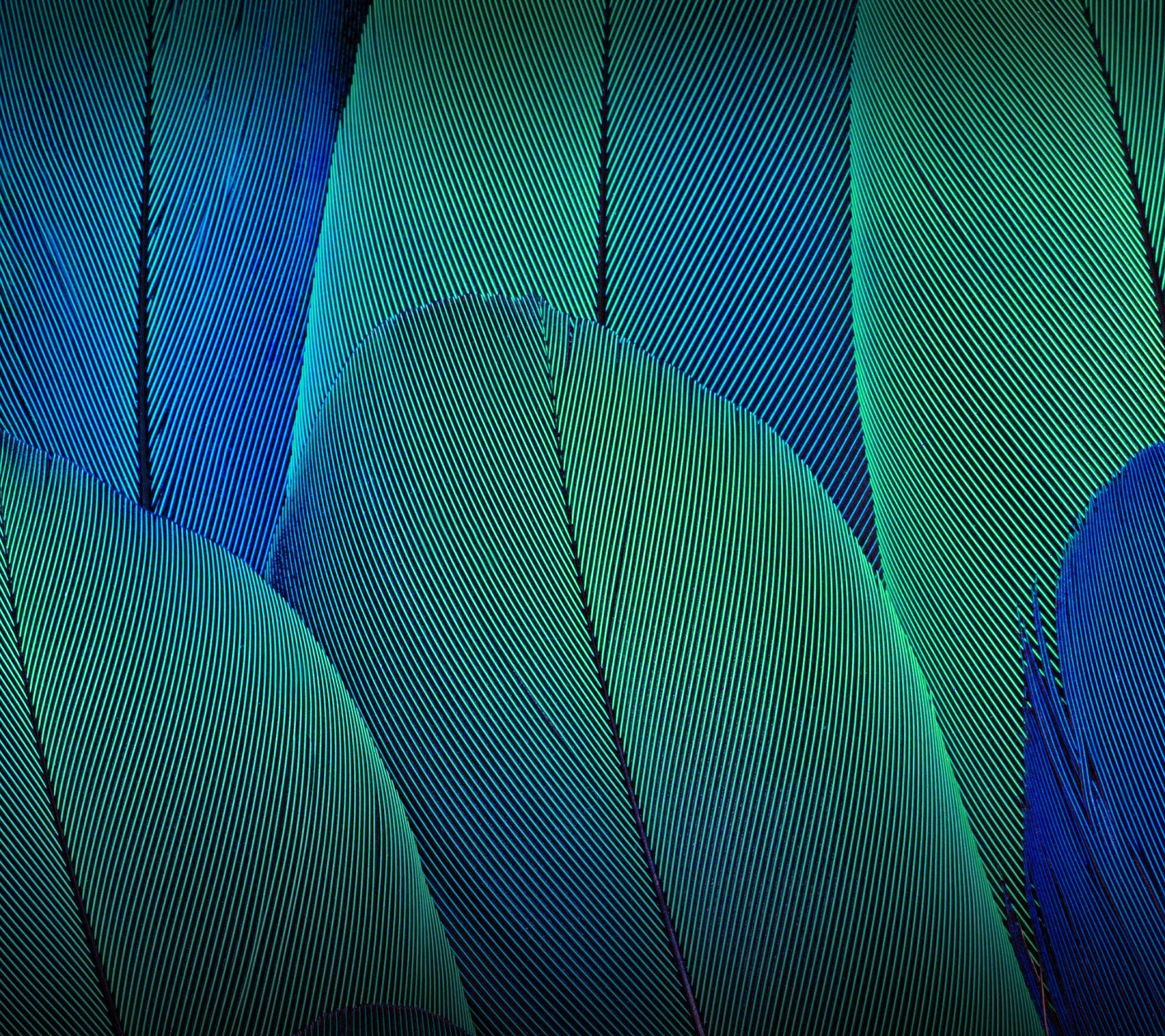 Moto G5S Plus, Leaves, 1080P, Stock, HD Wallpaper
