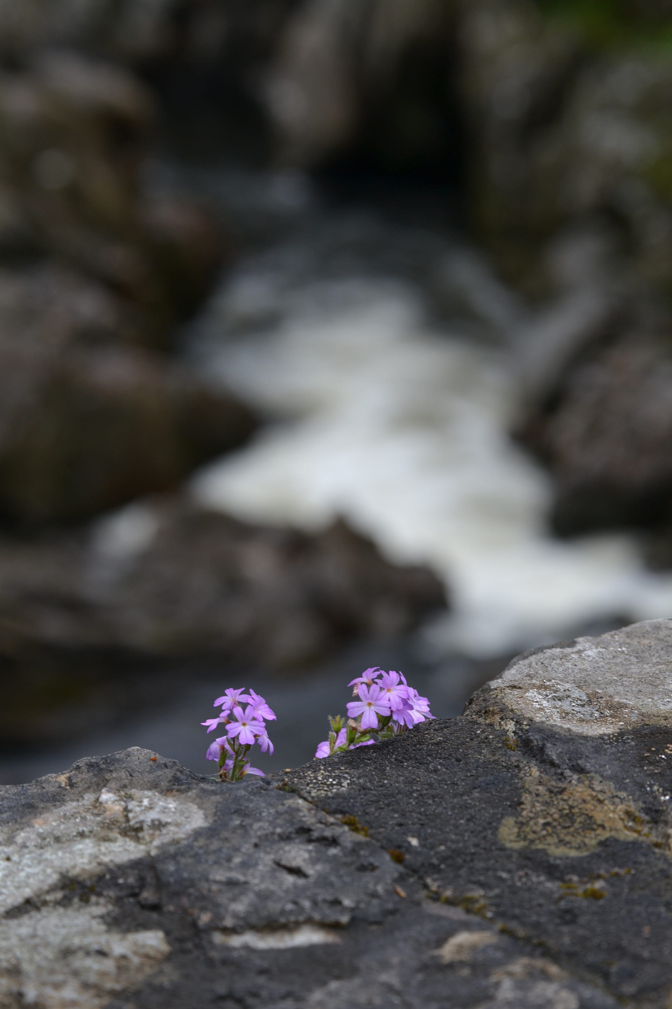 stone wall, close-up, freshness, flower head, background, solid, no people, petal, wall, growth, rock - object, plant, 2K, nature, outdoors, selective focus, Phone HD Wallpaper