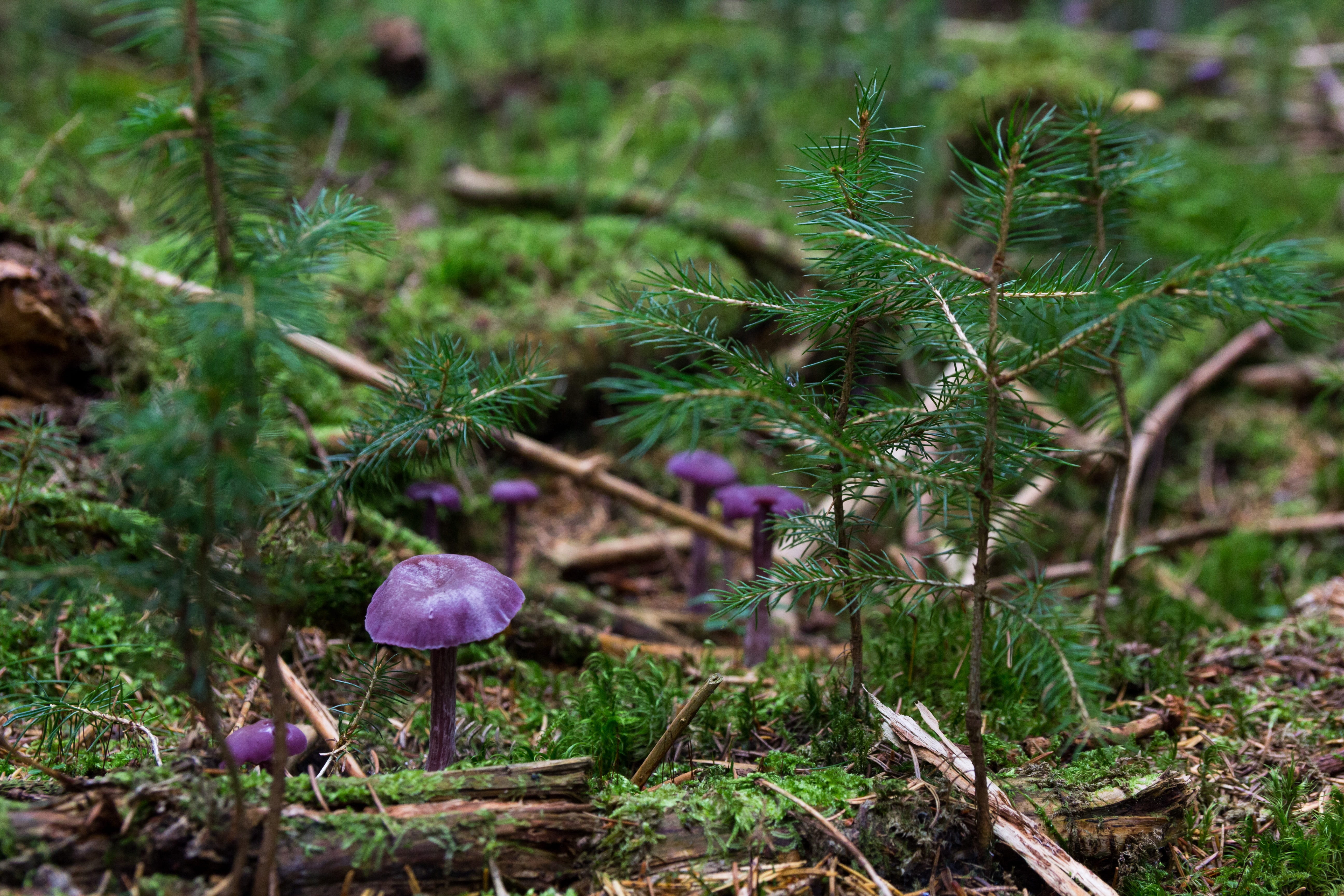 close-up, beauty in nature, violet color, heath truffle relative, violet, field, violet blue, forest, purple, laccaria, vegetable, 5K, fouling, fungus, HD Wallpaper