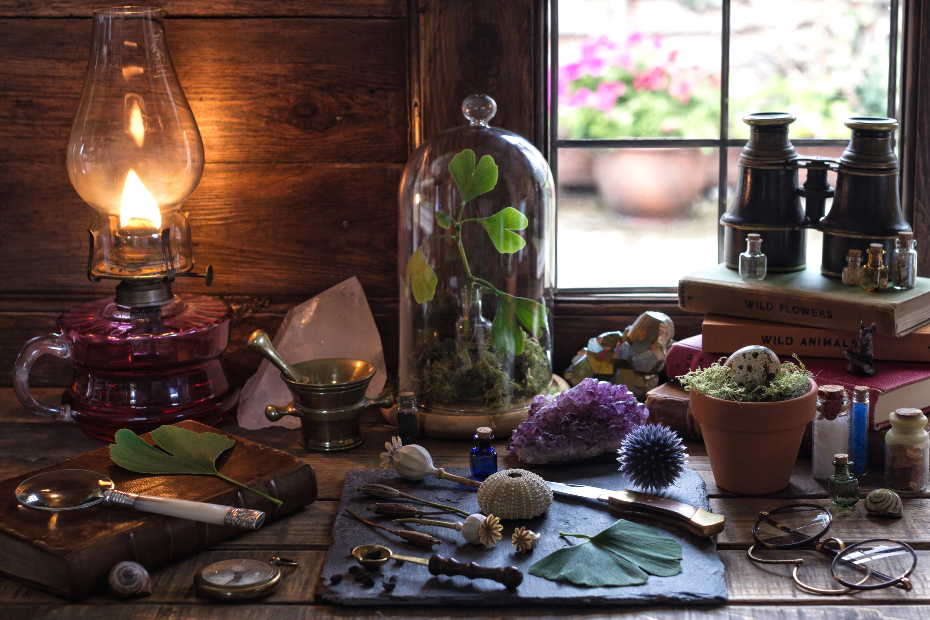 crystal, egg, science, 2K, mortar, magnifier, still life, books, binoculars, glasses, window, lamp, Ginkgo, amethyst, plants, shell, HD Wallpaper