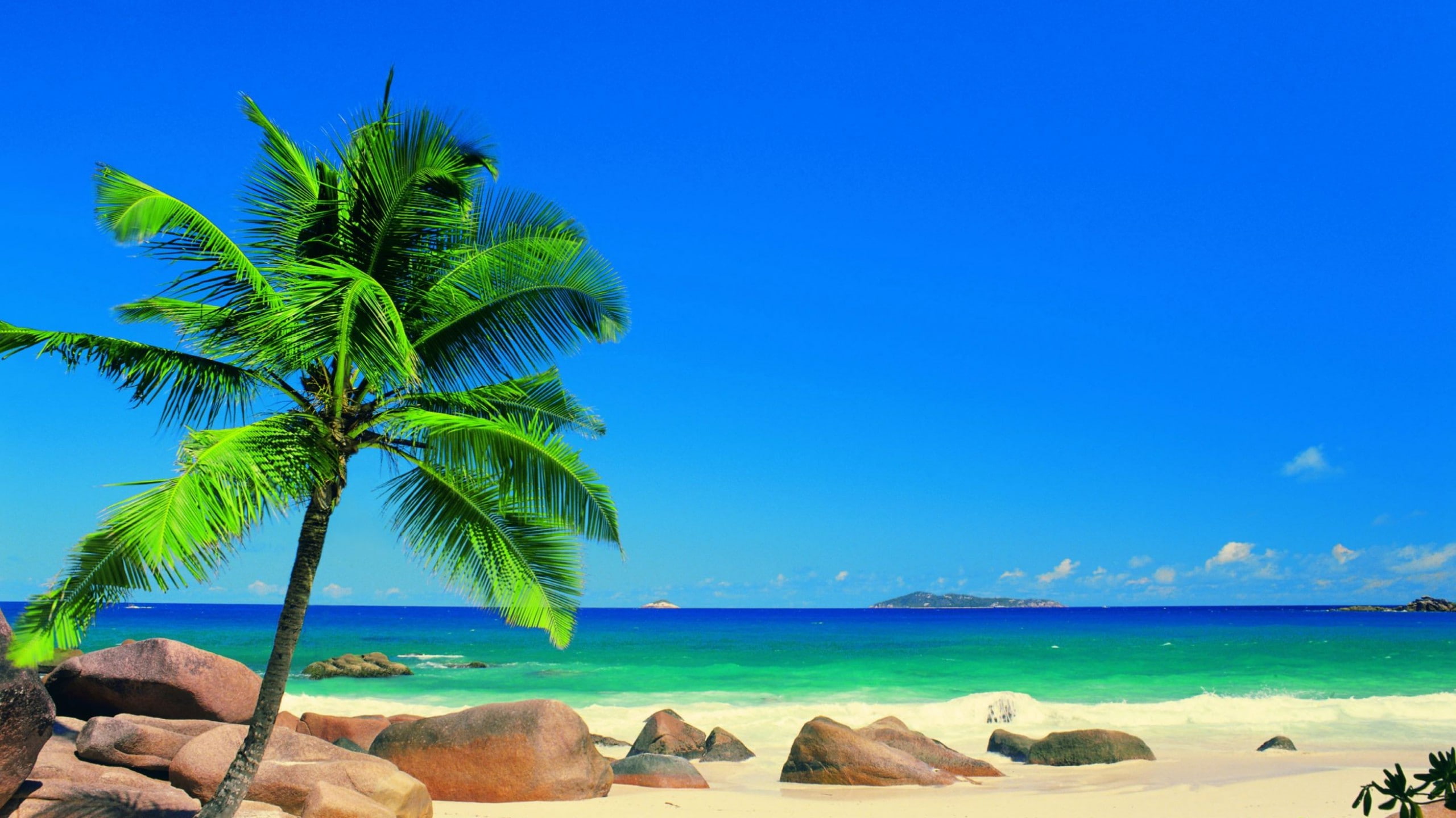 Beach, 2560x1440, tree, sand, sky, 2K, ocean, palm, ultra hd, Water, beaches, HD Wallpaper