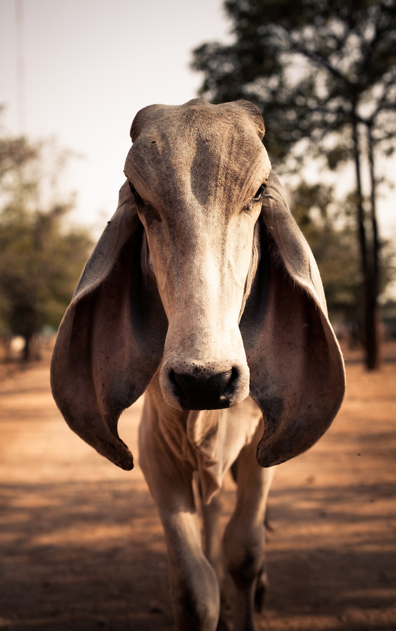 domestic animals, cow, animal, dust, herbivorous, photography, 1080P, pets, looking at viewer, focus on foreground, cattle, animal themes, ears, mammal, Phone HD Wallpaper