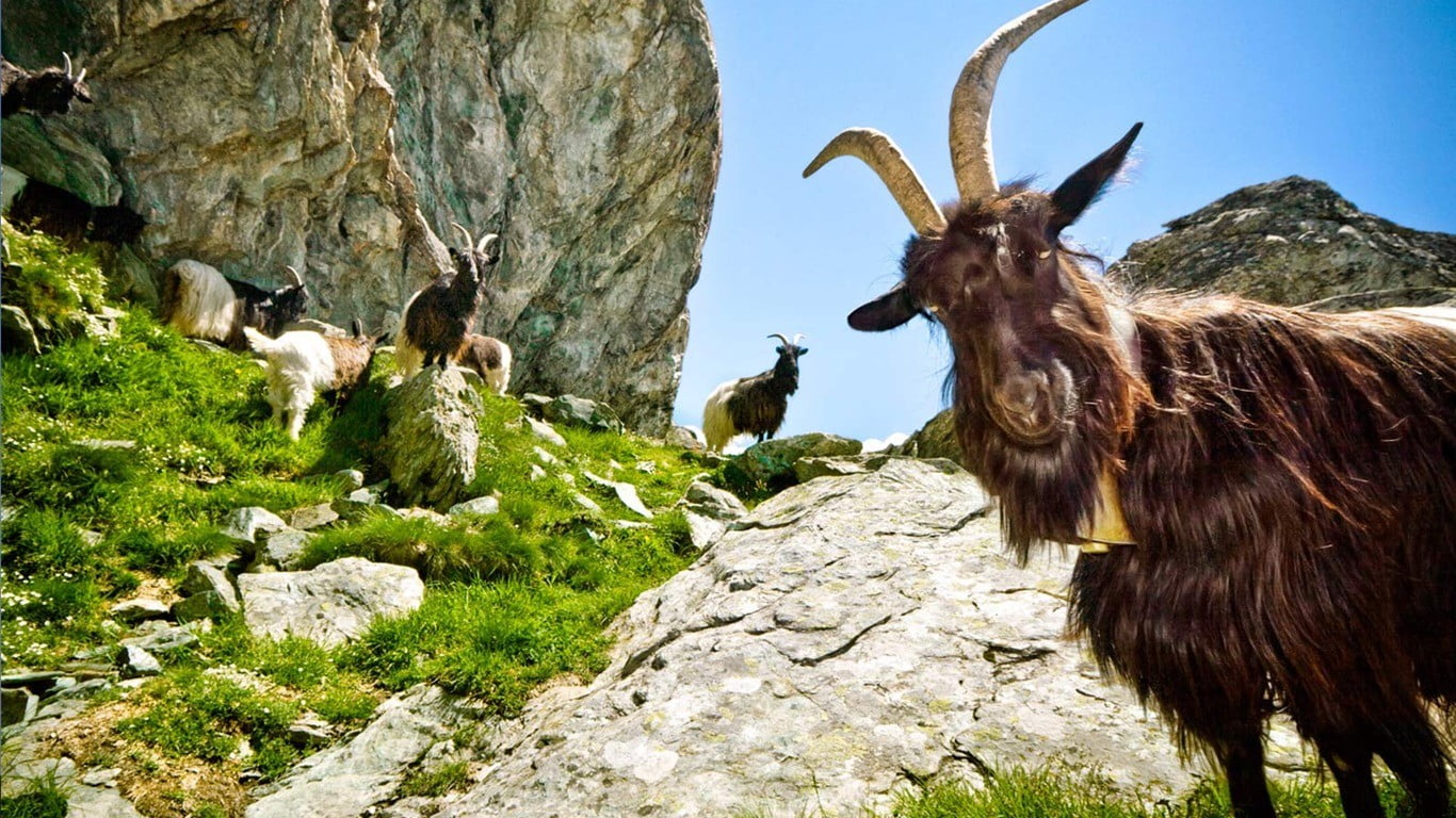rocks, horned, animal, animal wildlife, plant, brown, livestock, mountain, mammal, vertebrate, domestic animals, goats, animals, mammals, no people, land, HD Wallpaper