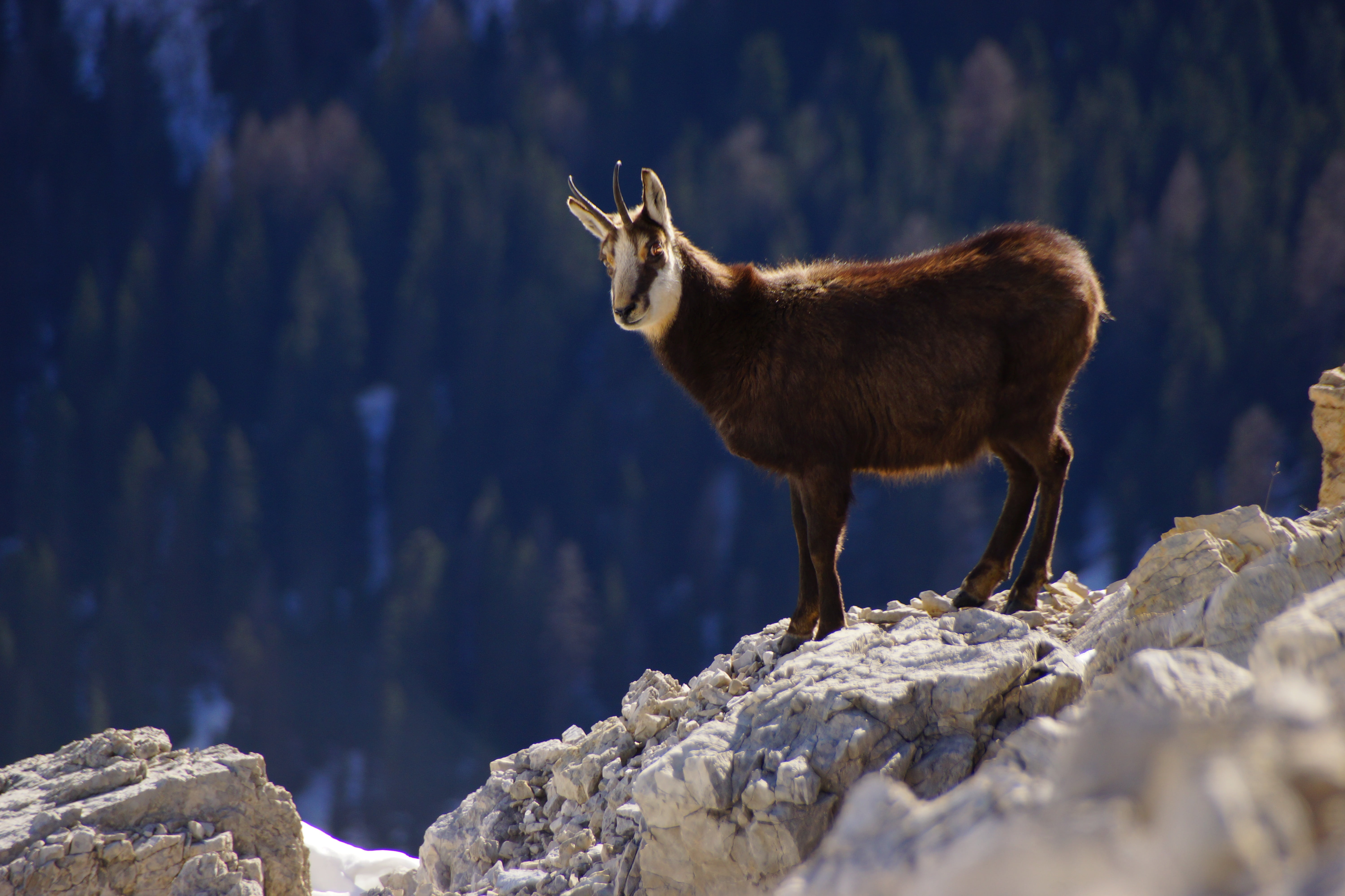 livestock, domestic animals, white, goat, standing, herbivorous, animals in the wild, mammal, brown, vertebrate, snow, animal wildlife, animal themes, winter, HD Wallpaper