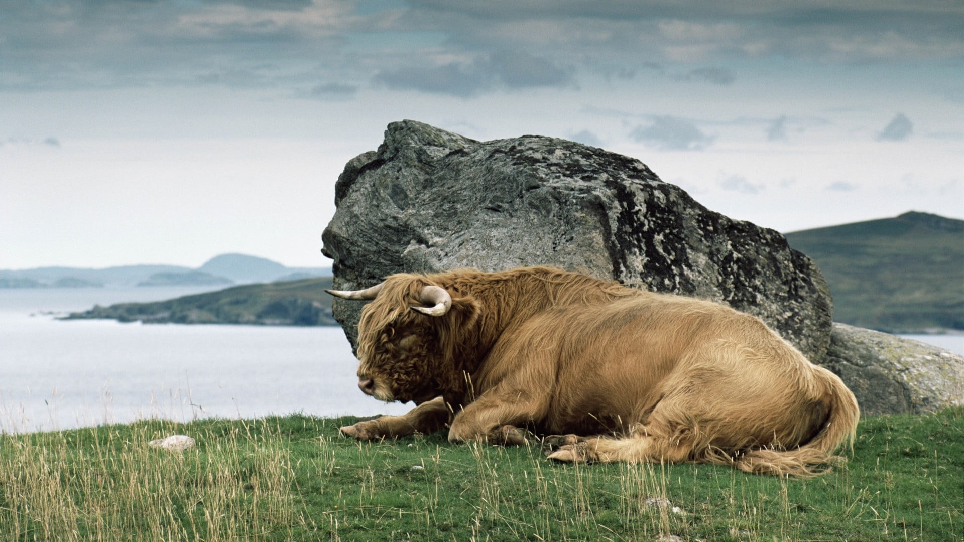 rock, vertebrate, no people, land, sea, animal, grass, animal wildlife, animal themes, relaxation, short, domestic animals, animals, stone, nature, coated, HD Wallpaper