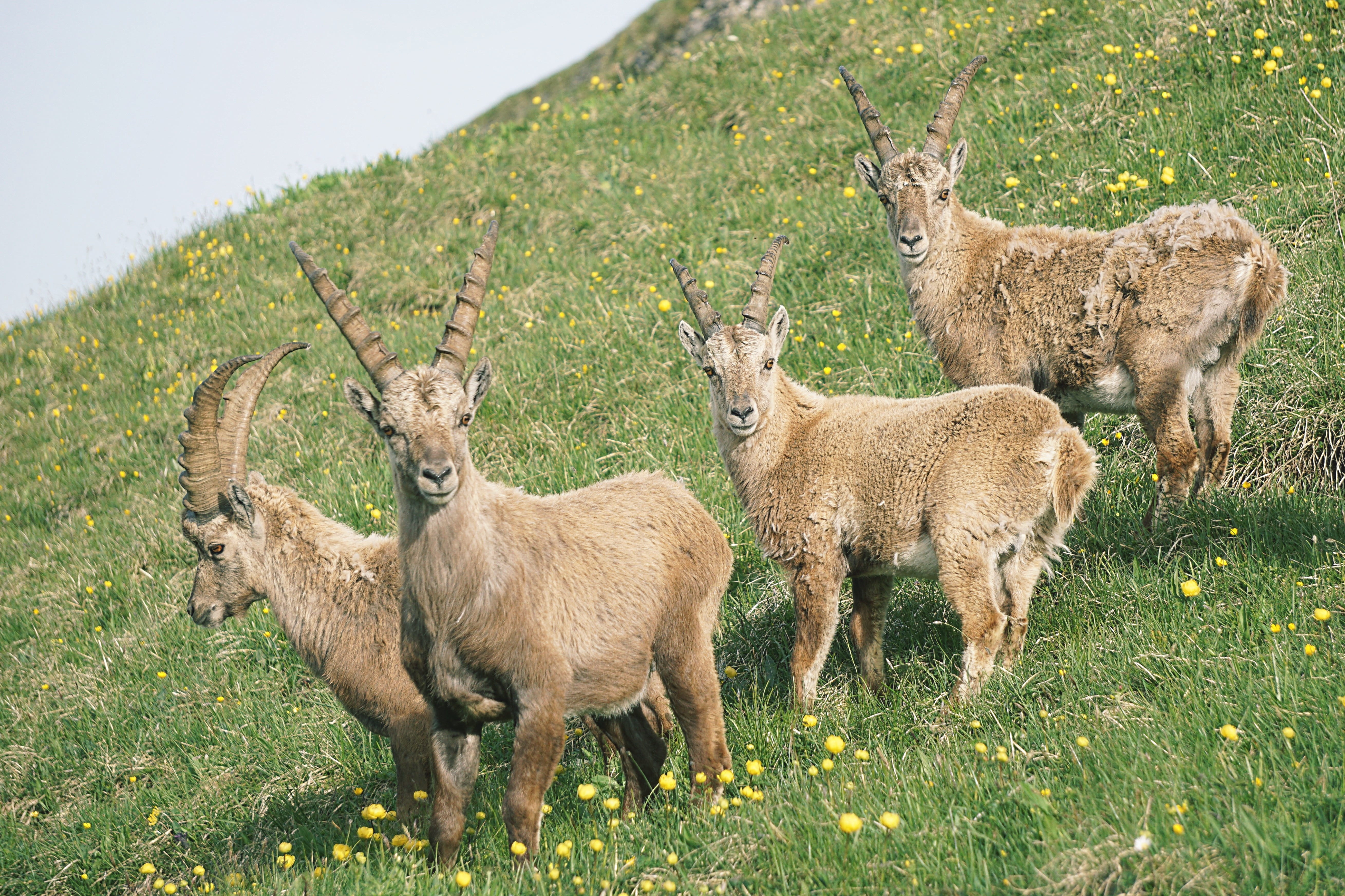 standing, mammal, young animal, group of animals, capricorn, day, meadow, alpine ibex, animal family, ibex, plant, 5K, animal, alpine, tree, ibex mountains, HD Wallpaper