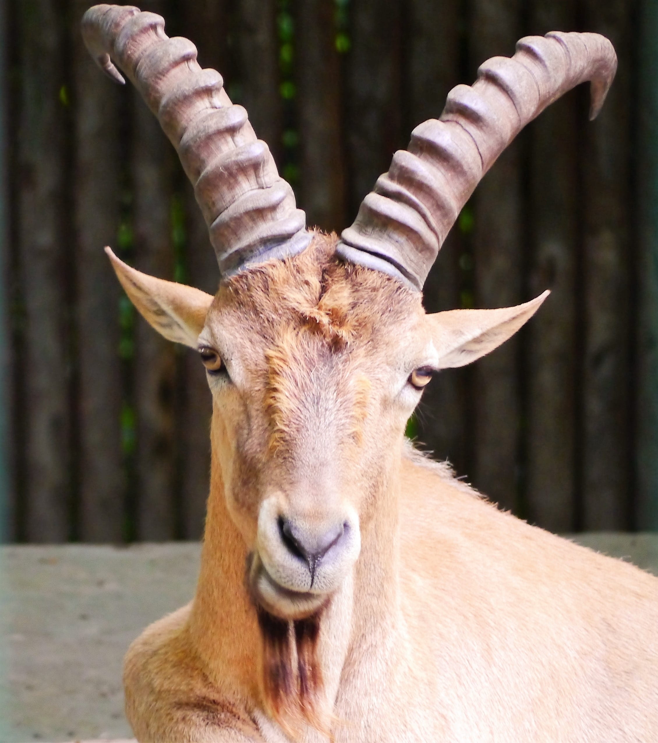one animal, focus on foreground, zoo, herbivorous, portrait, day, animal, animals in the wild, close-up, no people, domestic animals, mammal, animal wildlife, Phone HD Wallpaper