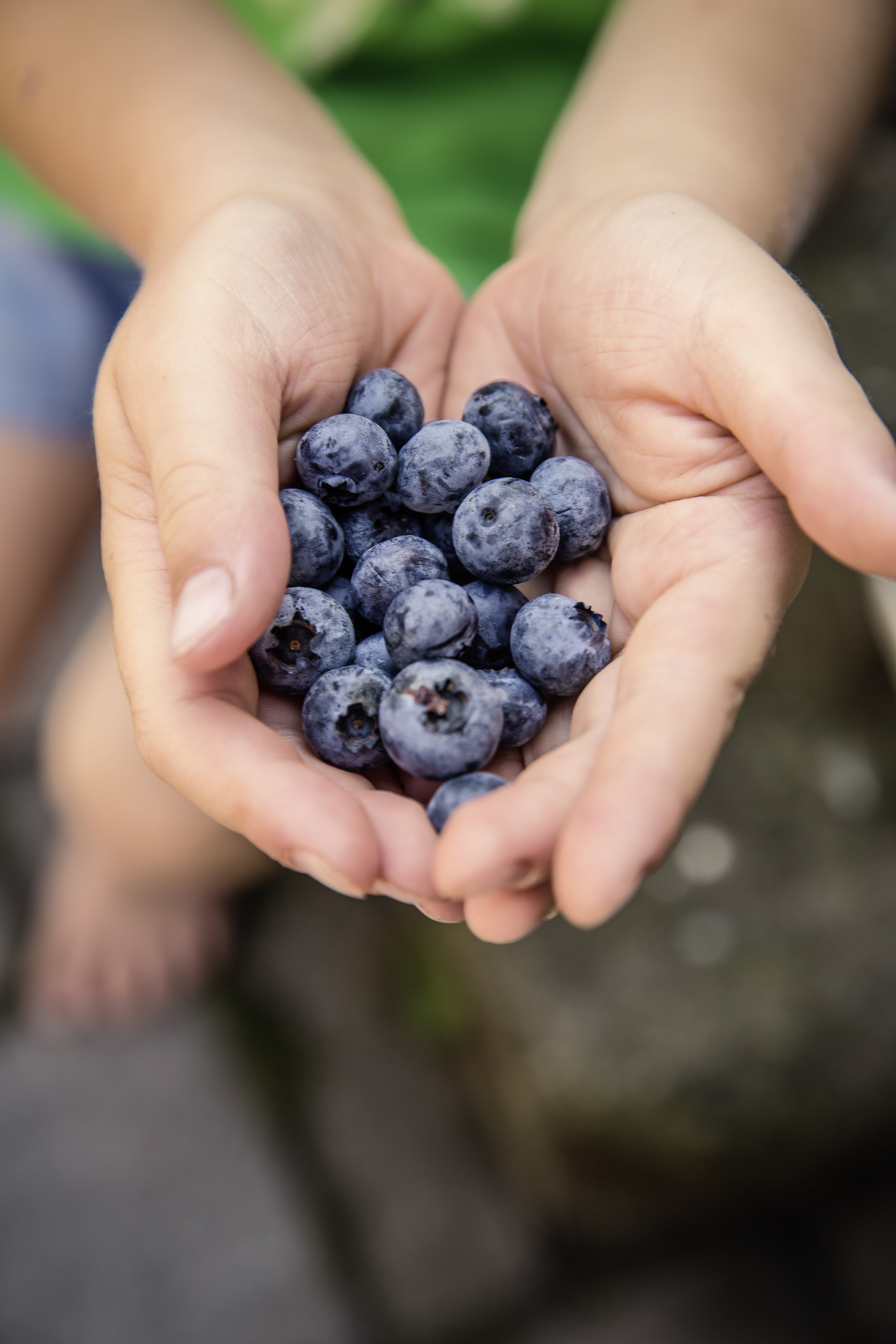 blueberry, ripe, human hand, healthy eating, focus on foreground, lifestyles, holding, fruit, high angle view, palm, blur, berry, person, raspberries, freshness, Phone HD Wallpaper