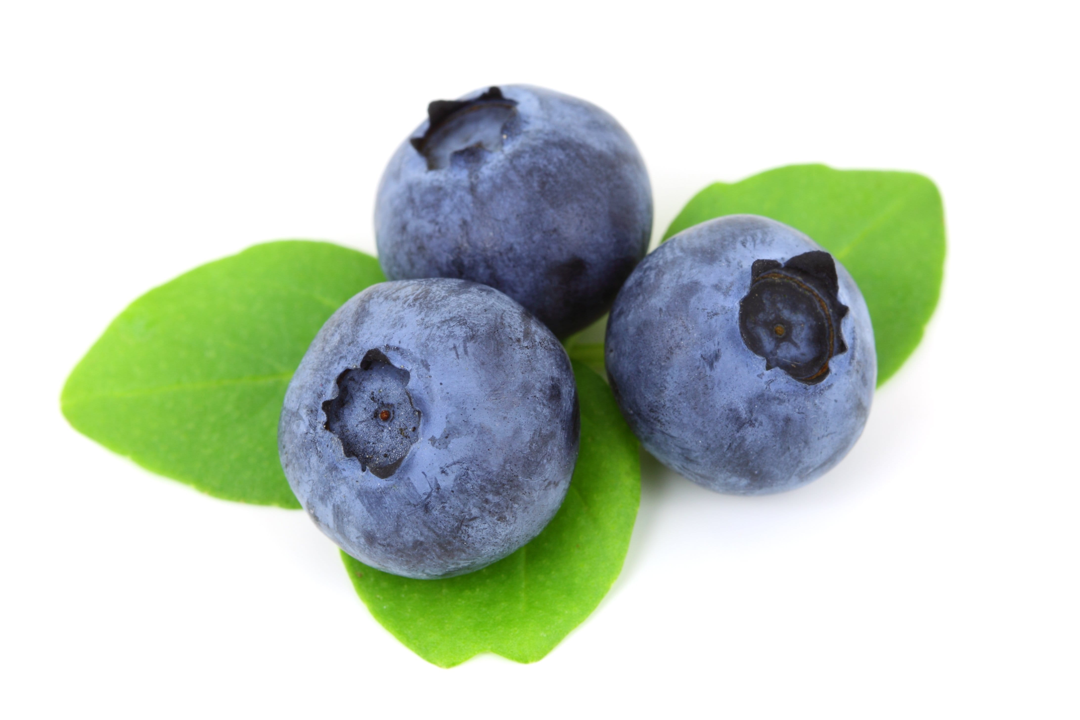 ripe, white Background, healthy Eating, blueberries, berry Fruit, cut out, isolated, plant part, berry, vitamin, leaf, blueberry, group of objects, wellbeing, HD Wallpaper