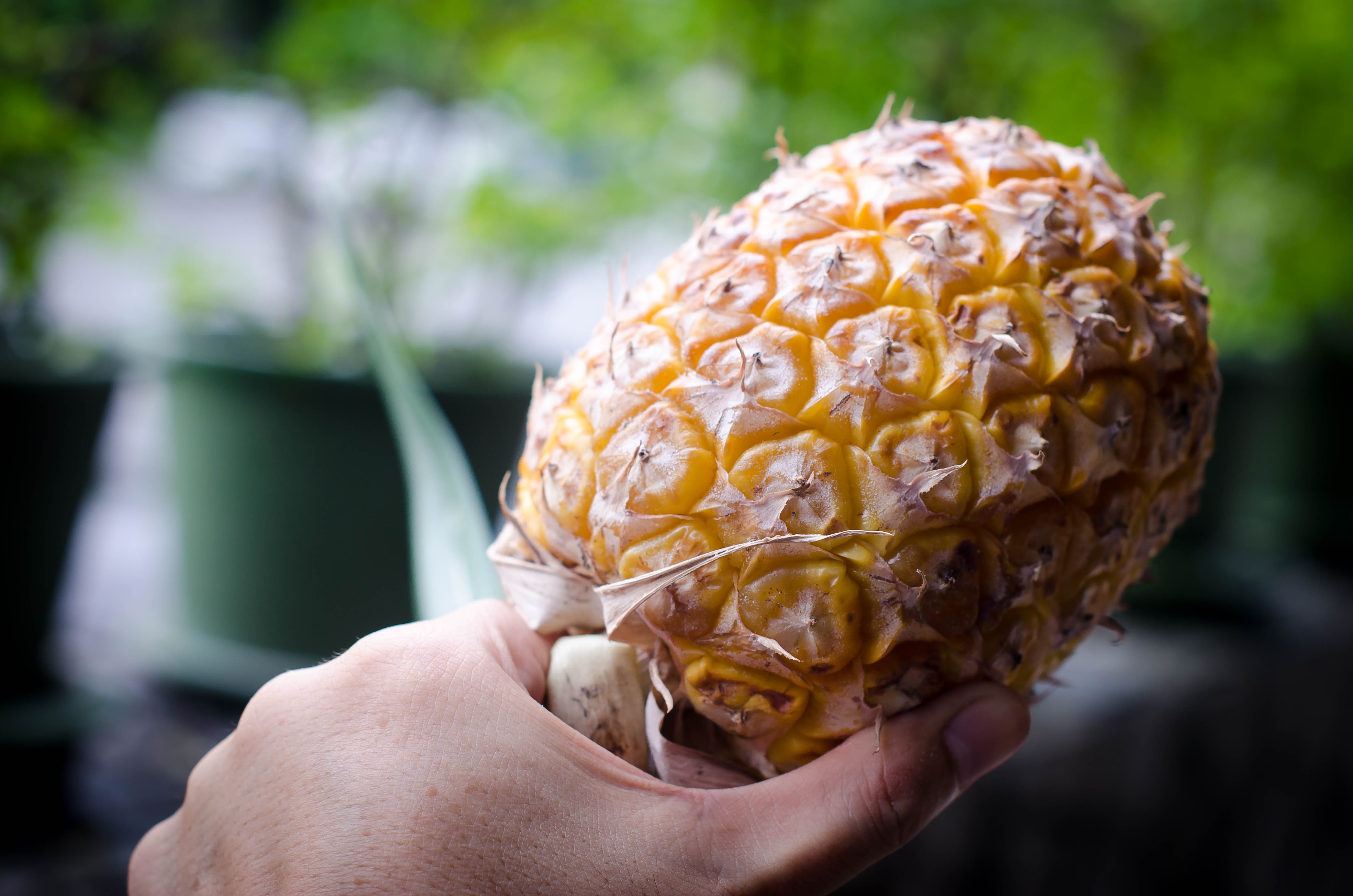 health, food and drink, summer, thailand, ananas, freshness, detail, human body part, snack, day, lifestyles, ripe, pattern, one person, sweet food, dessert, HD Wallpaper