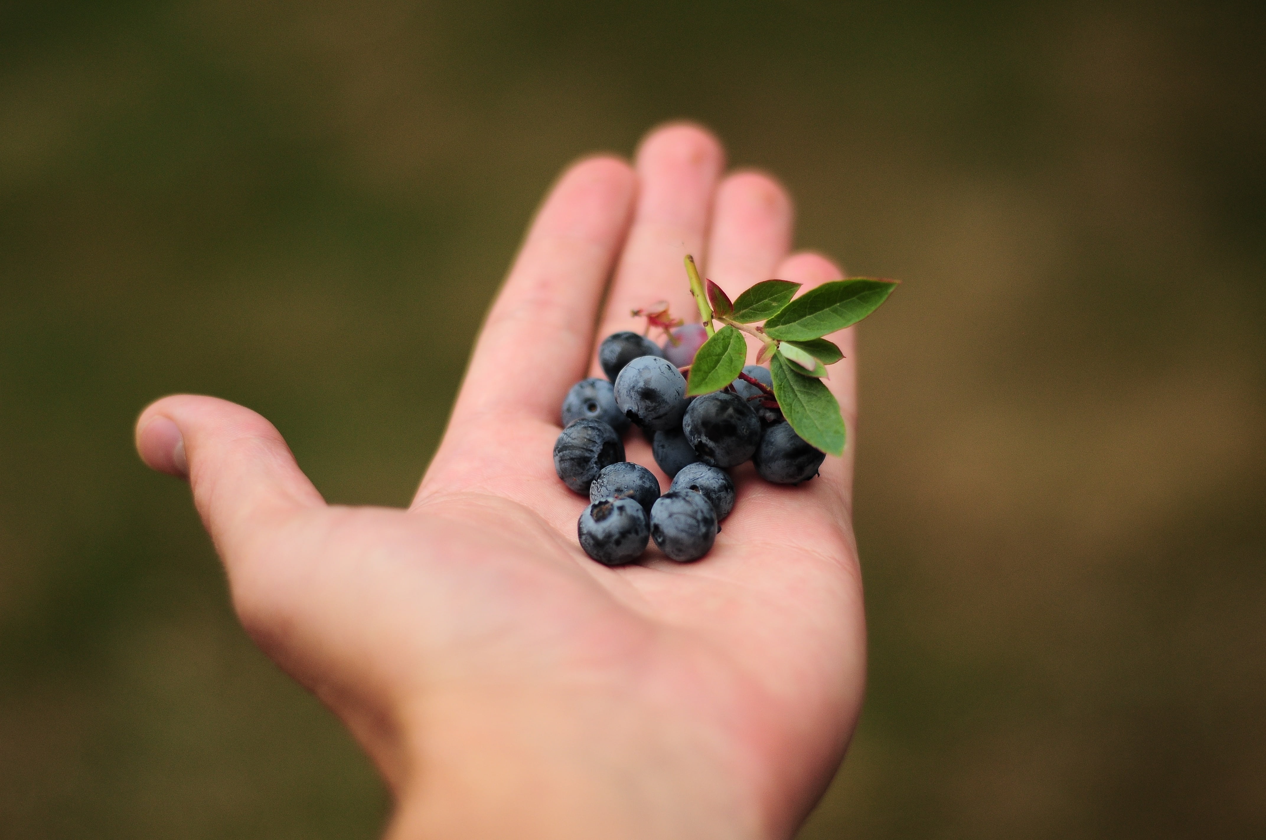 holding, wellbeing, ripe, focus on foreground, blueberry, blue, small, berries, outdoors, hand, holding food, unrecognizable person, hands cupped, day, HD Wallpaper