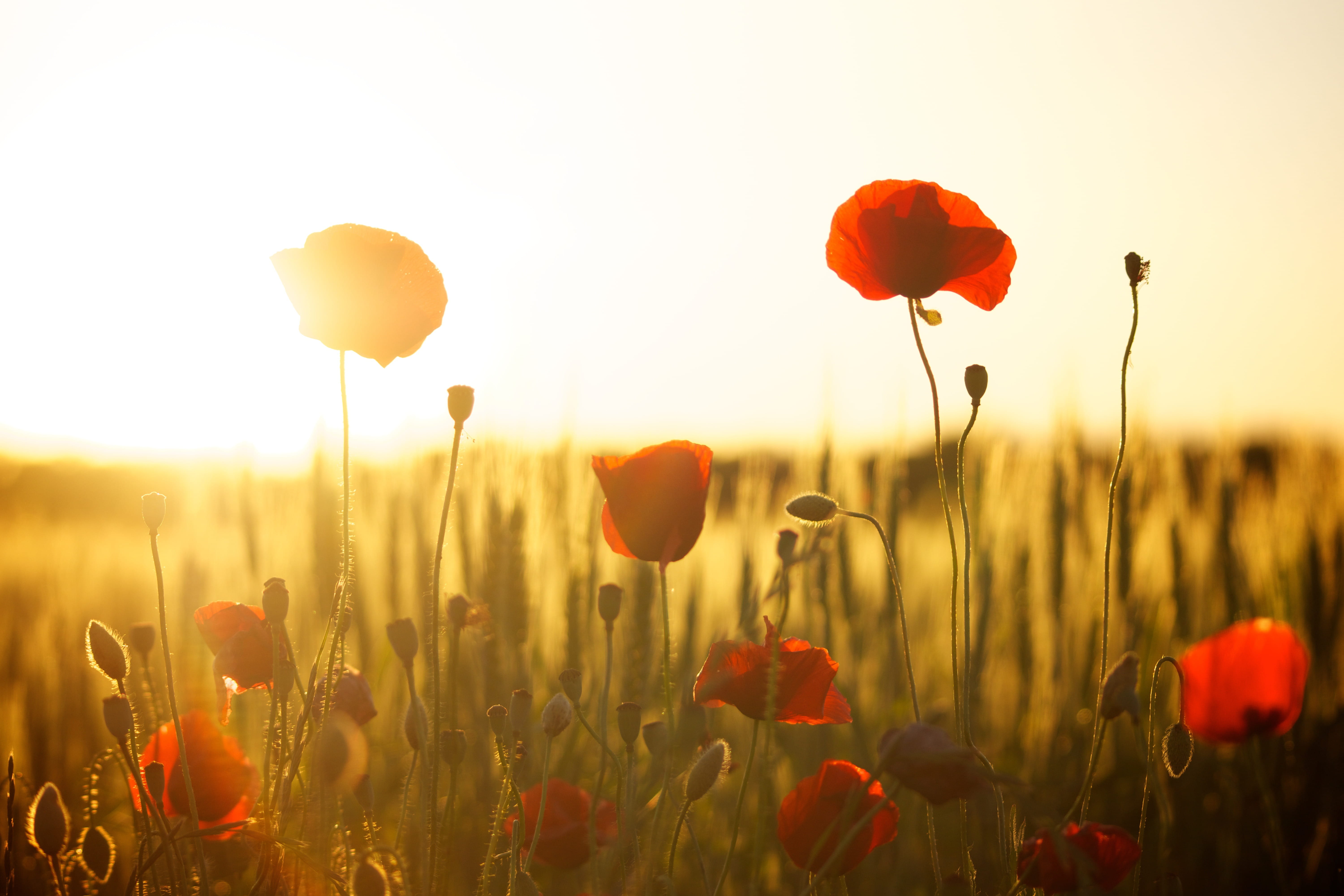 close, red poppies, vulnerability, land, decor, flowers, fragility, grass, tulip, outdoors, beauty In Nature, sky, yellow, plant, field, flower, multi Colored, HD Wallpaper