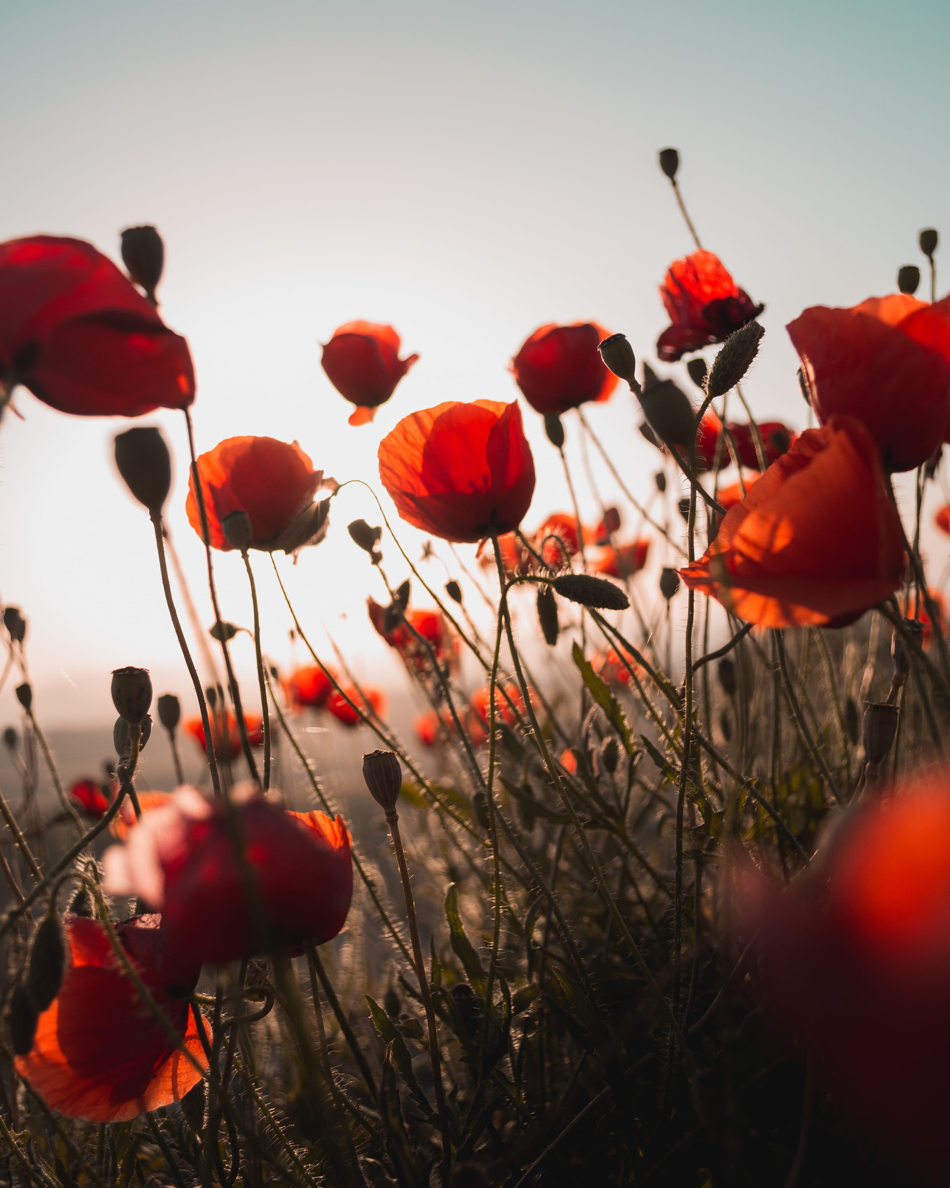growth, vibrant Color, outdoors, meadow, flowering plant, green Color, petal, nature, cereal plant, plant, daytime, close-up, vulnerability, summer, sky, Phone HD Wallpaper