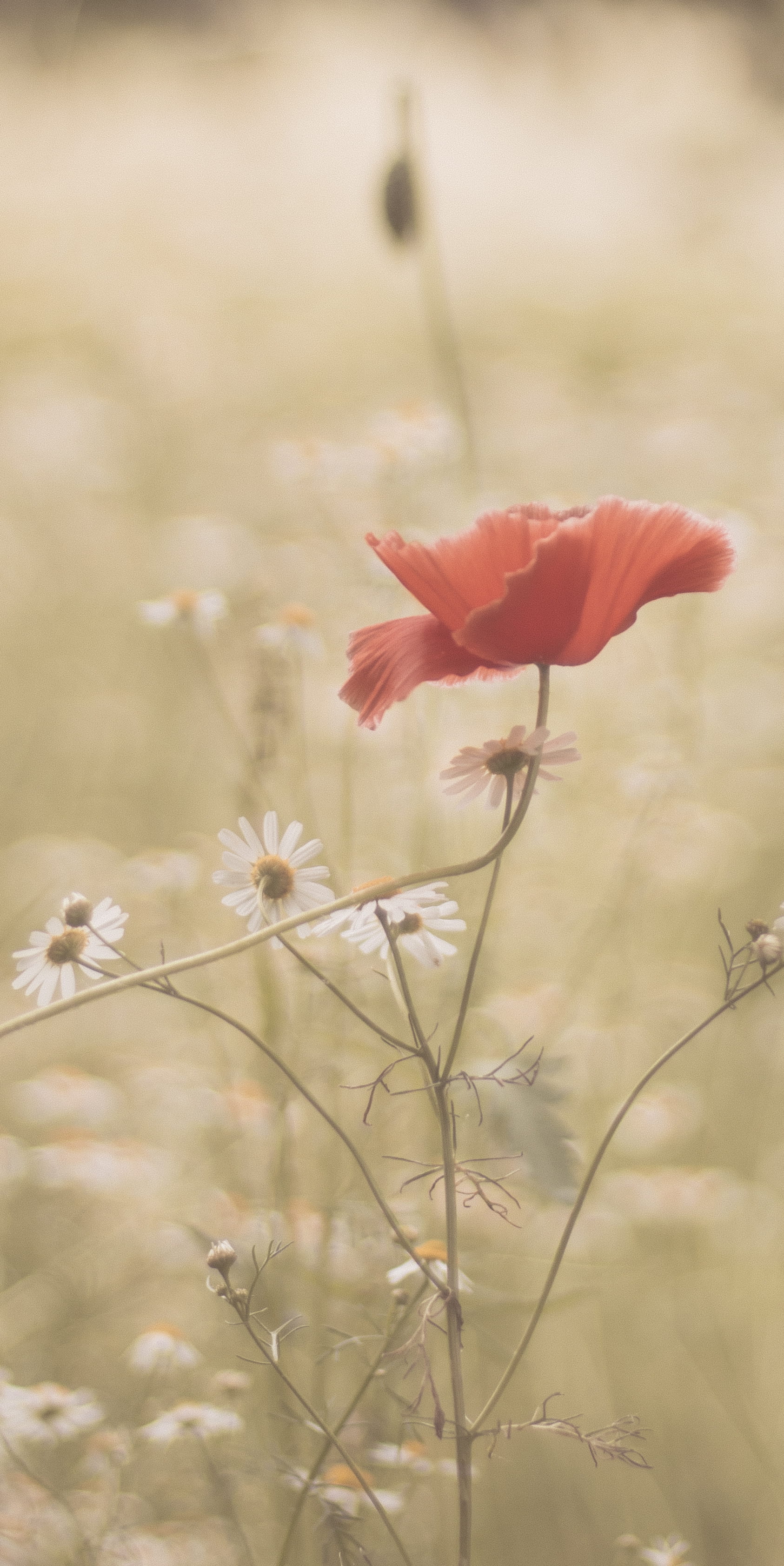 spring, plant stem, selective focus, freshness, flowering plant, nature, flower head, day, daisy, petal, sunrise, field, photography, london, sunset, growth, Phone HD Wallpaper