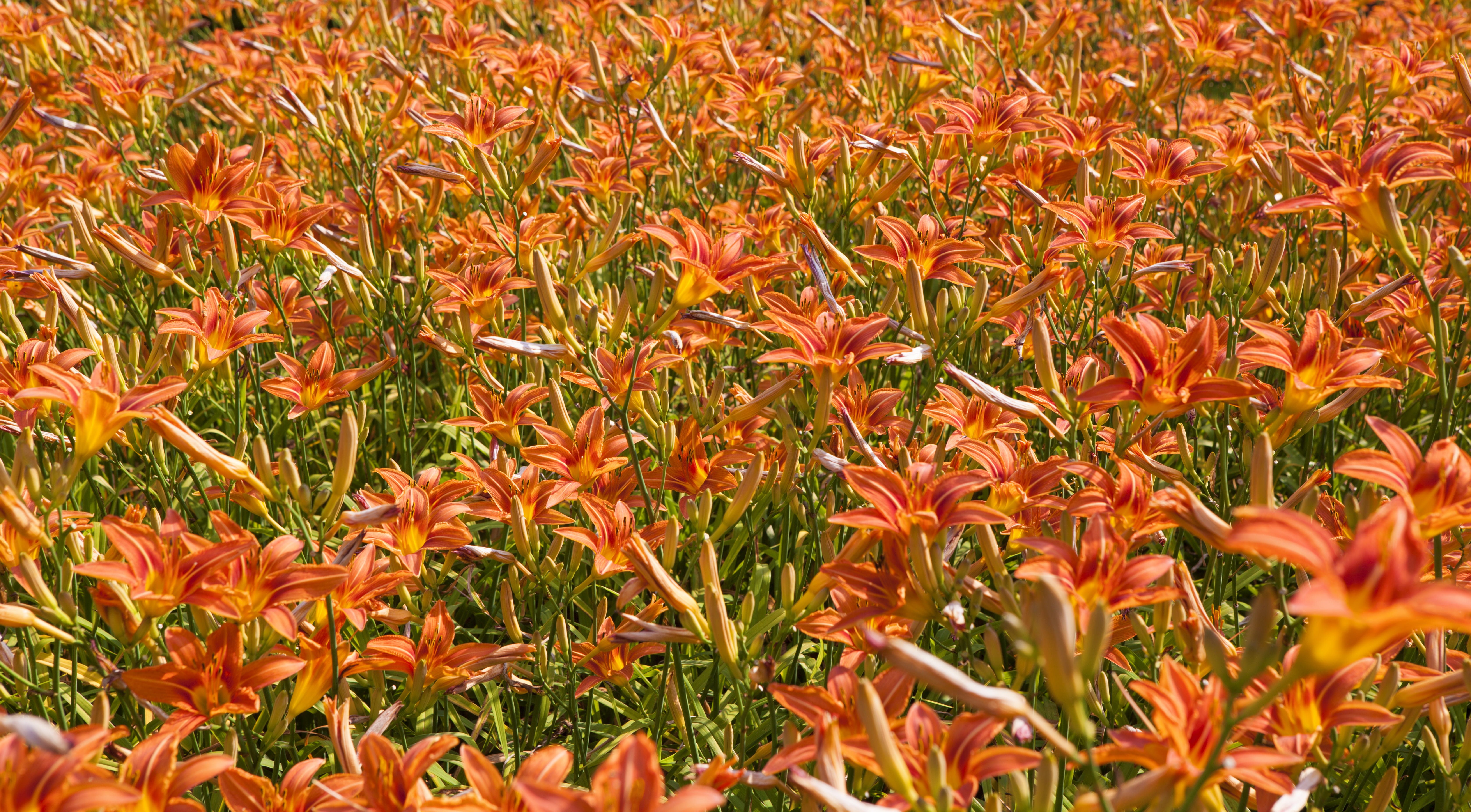 field, vulnerability, no people, photo, flower, green Color, full frame, fragility, summer, daytime, lily, grass, orange color, petal, plant, multi Colored, HD Wallpaper